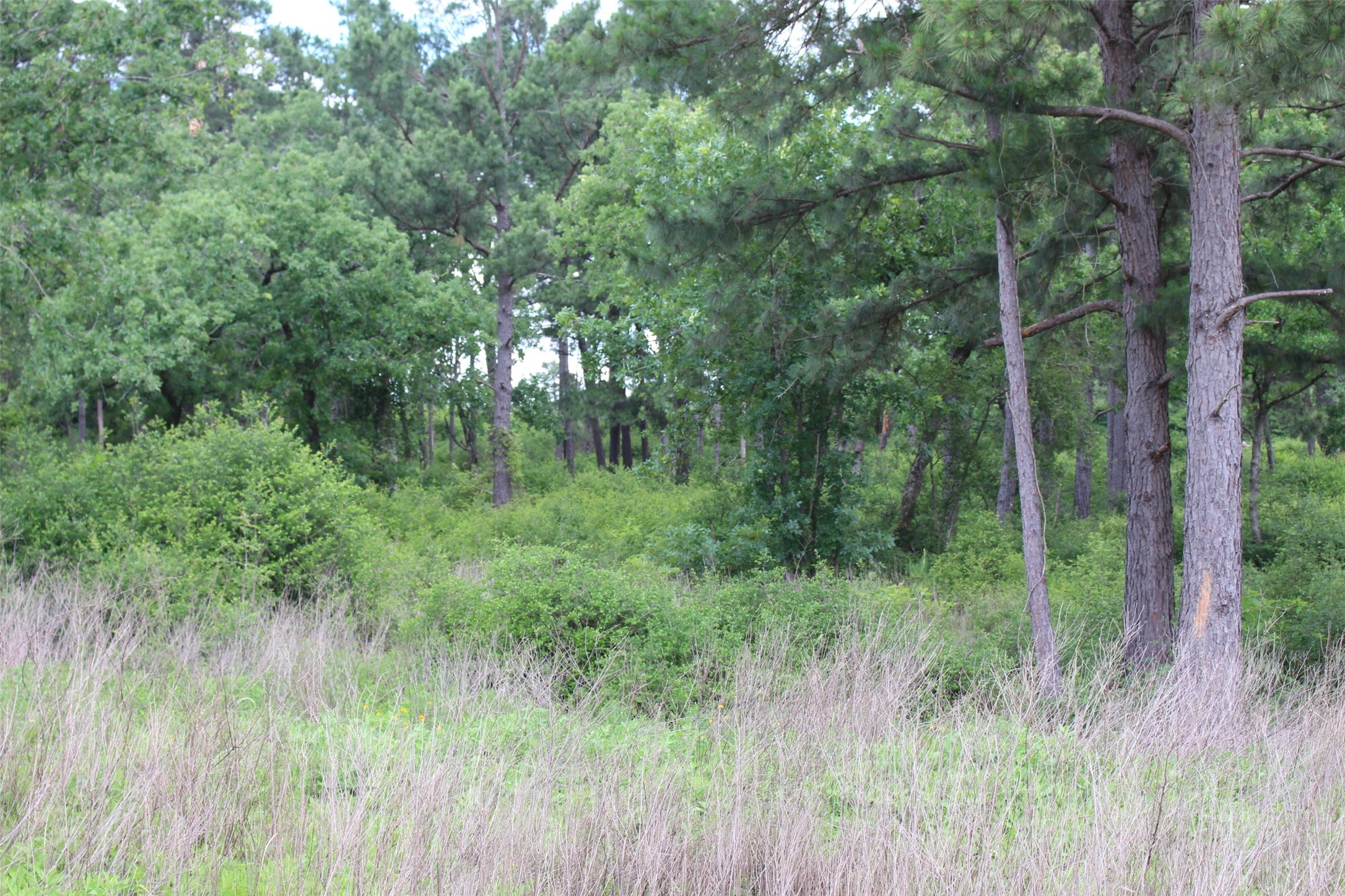 Tract 42 Private Road 1316 Property Photo 12