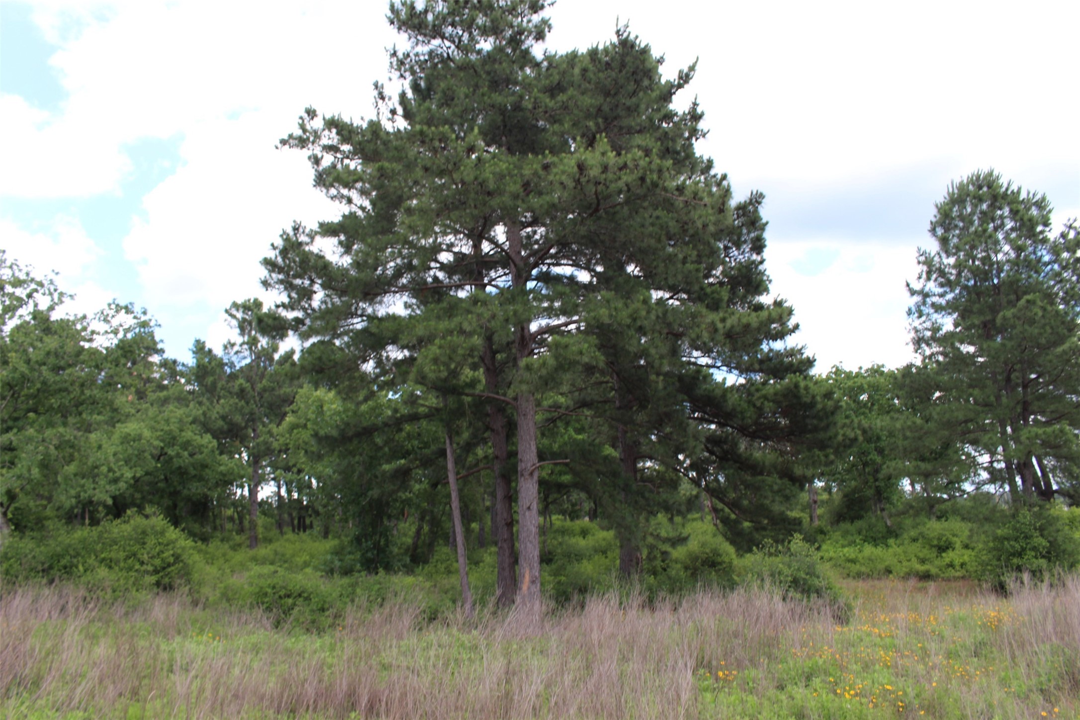 Tract 42 Private Road 1316 Property Photo 13