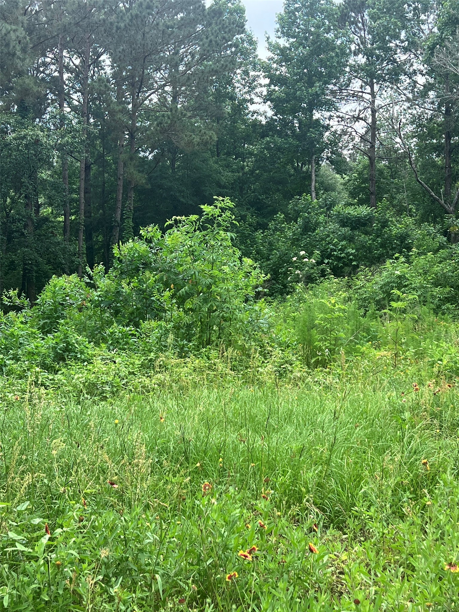 967 Big Foot Wallace Trail Property Photo 6