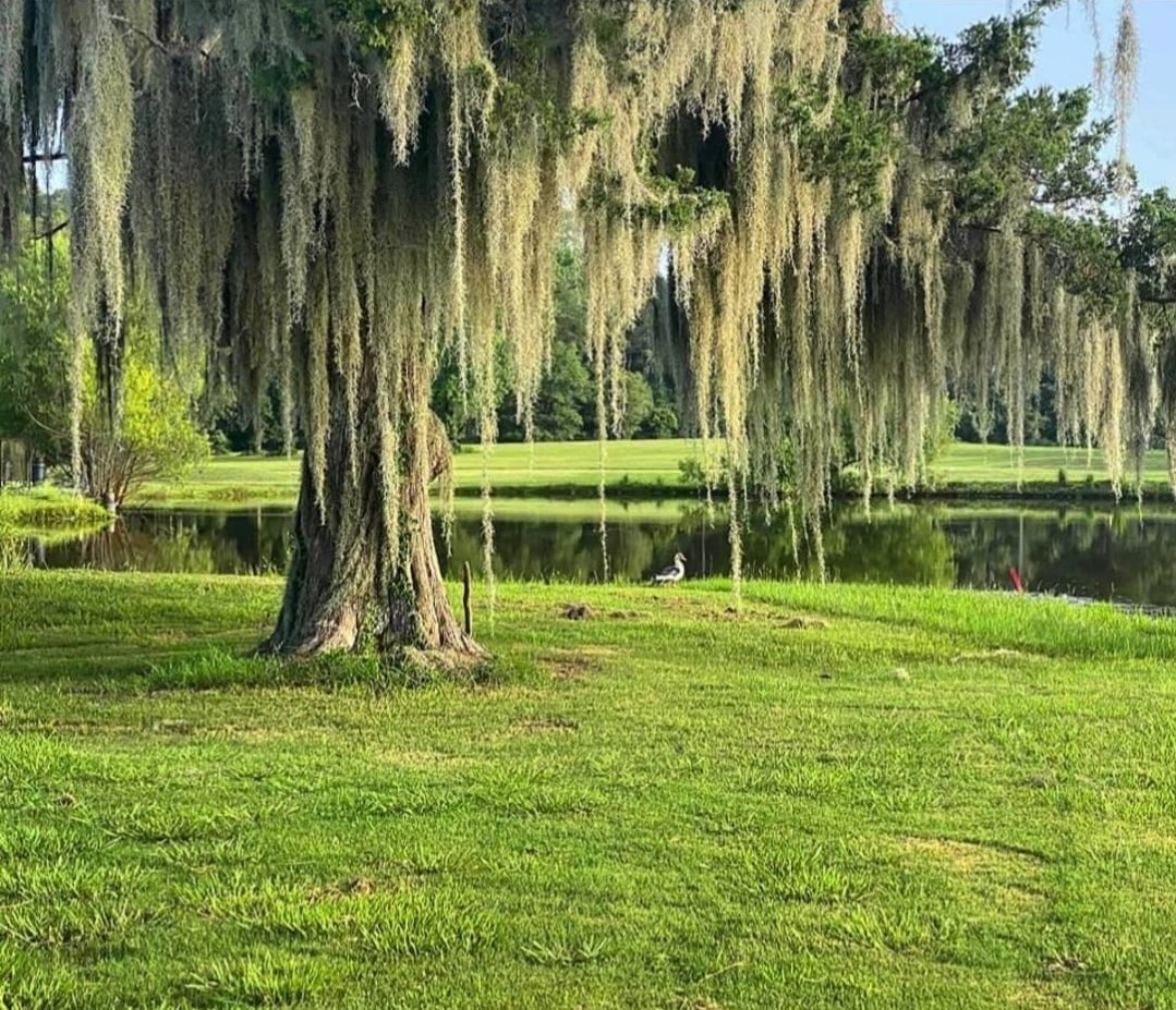 0 Natchez Place Property Photo 4