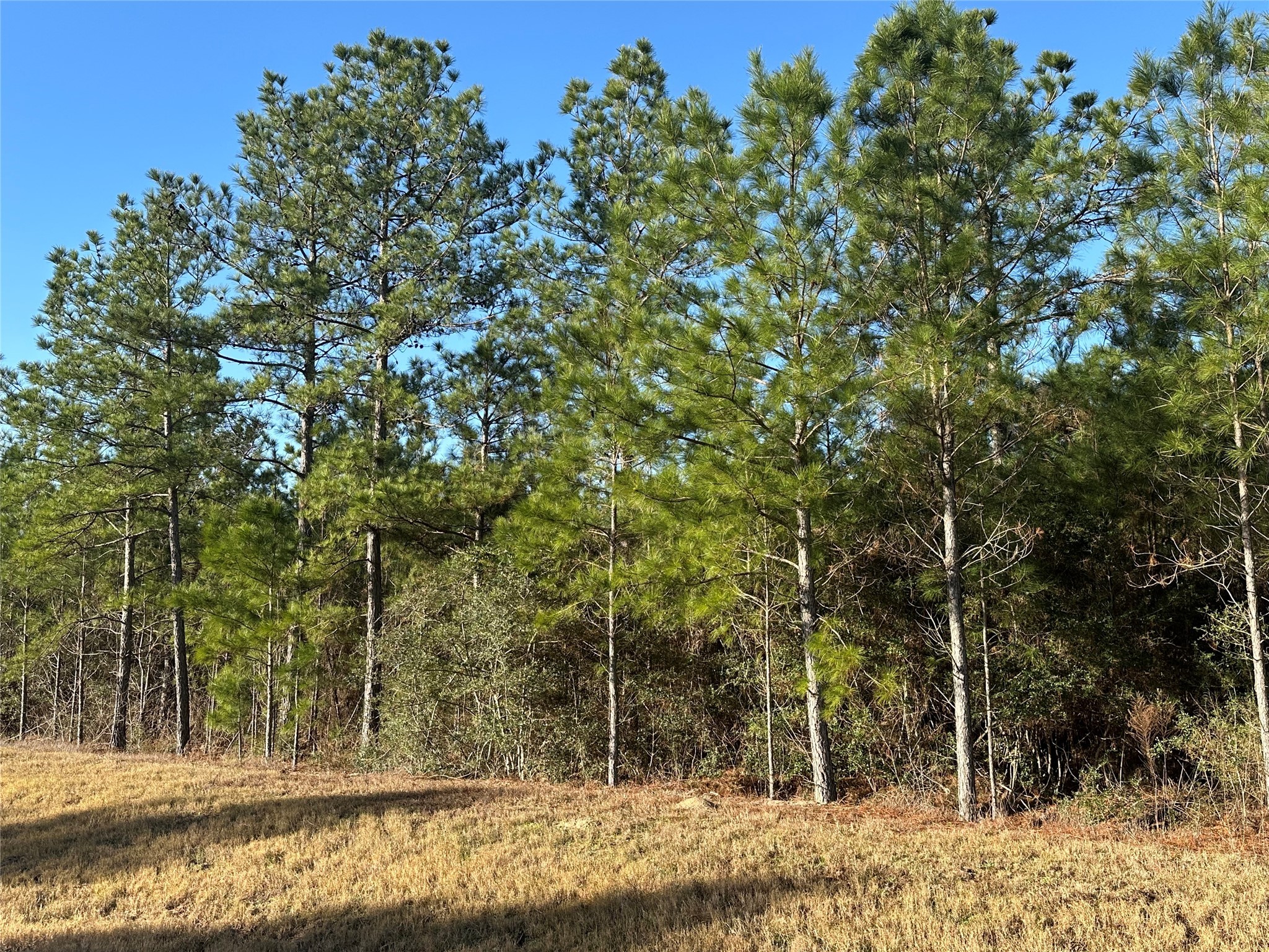 15749 Woodlife Road Property Photo 1