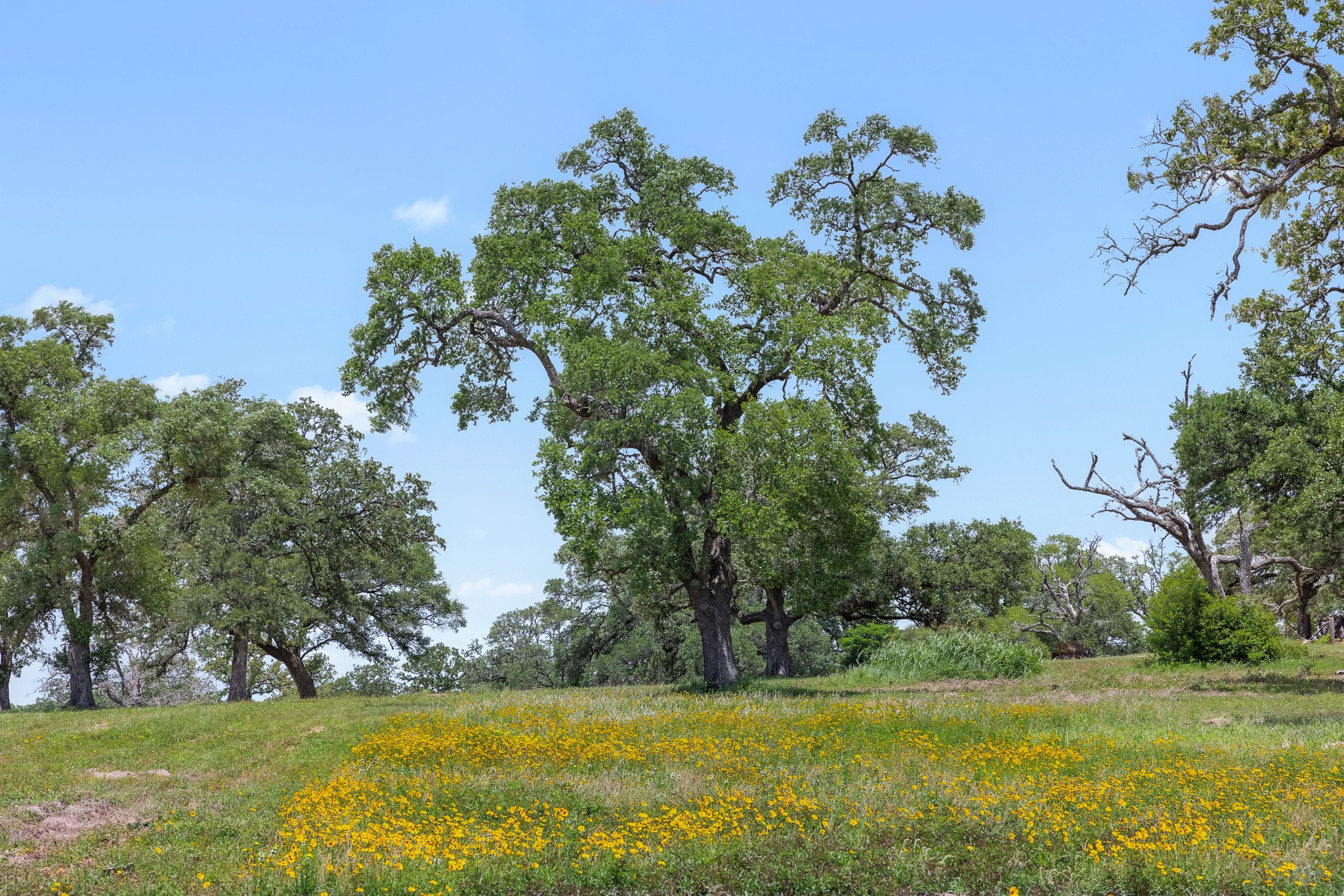 2513 S Fm 1291 Property Photo 4