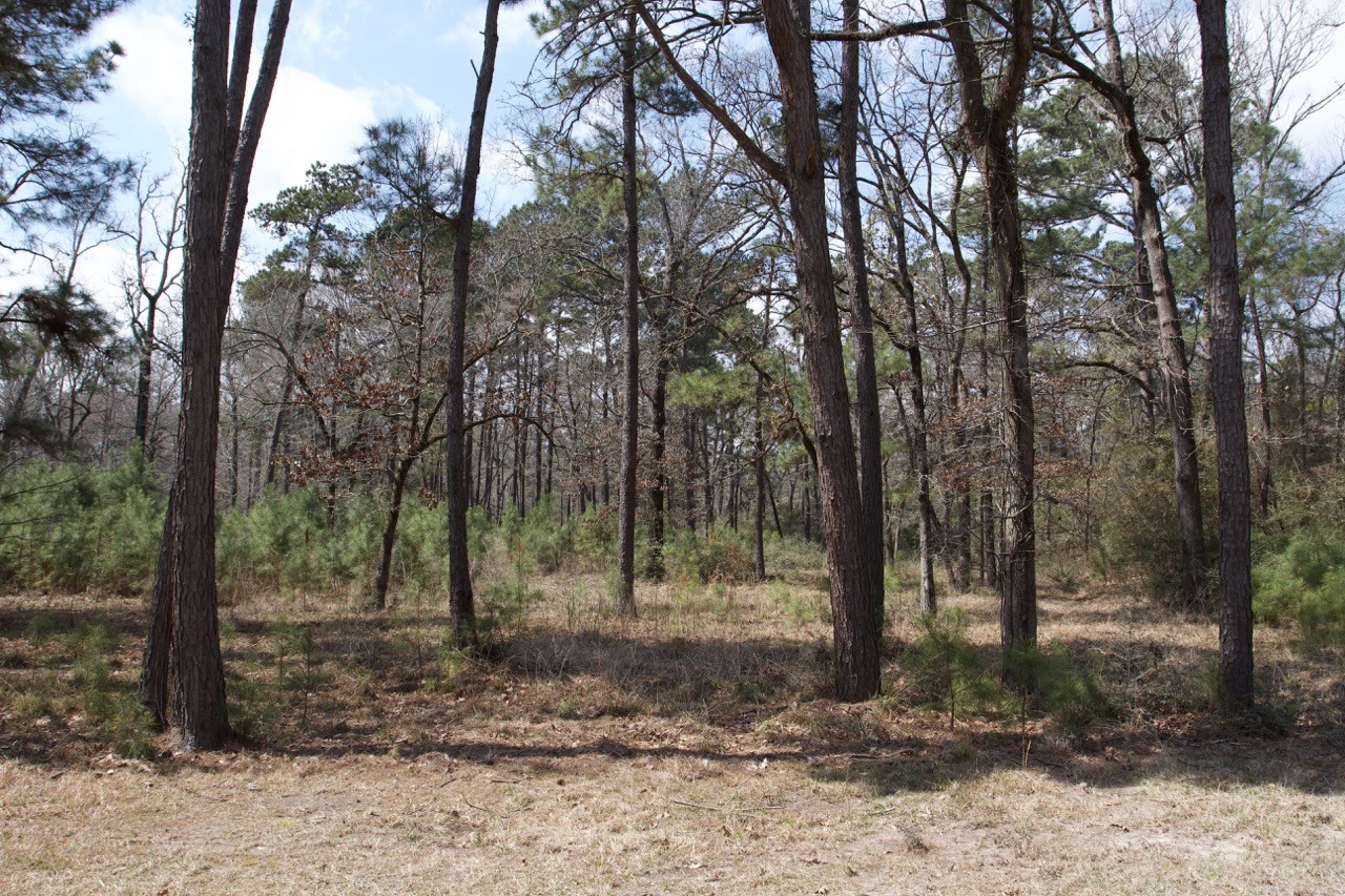 4345 Fm 3188 Property Photo 4