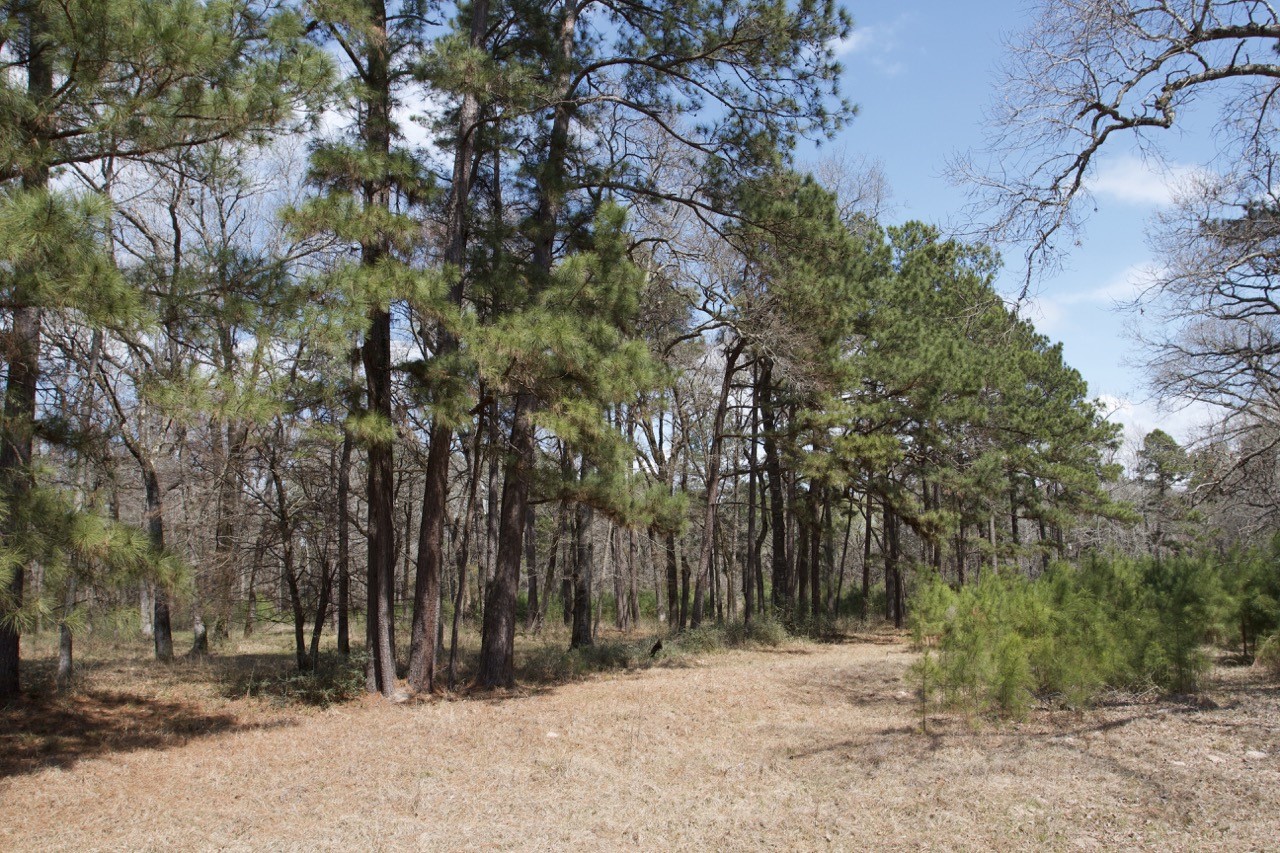 4345 Fm 3188 Property Photo 5