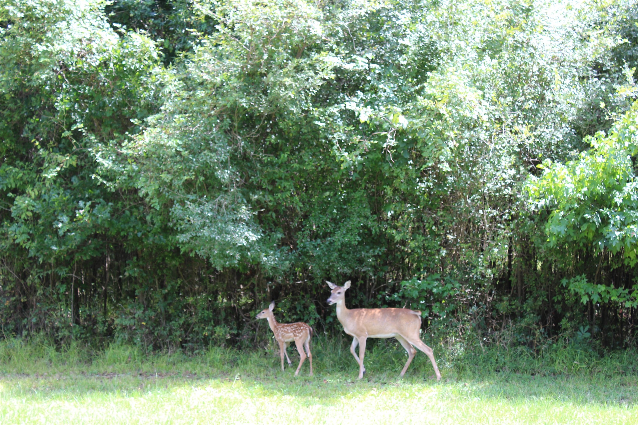 Tbd Sour Lake Cir Property Photo 20