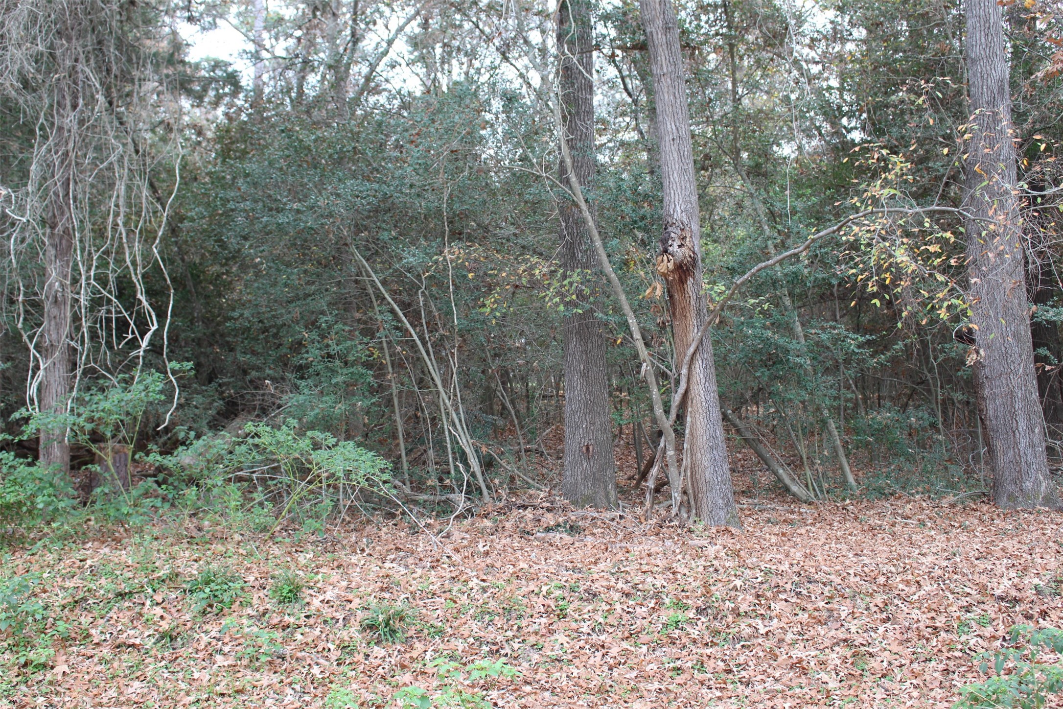 225 Dailey Road Property Photo 5