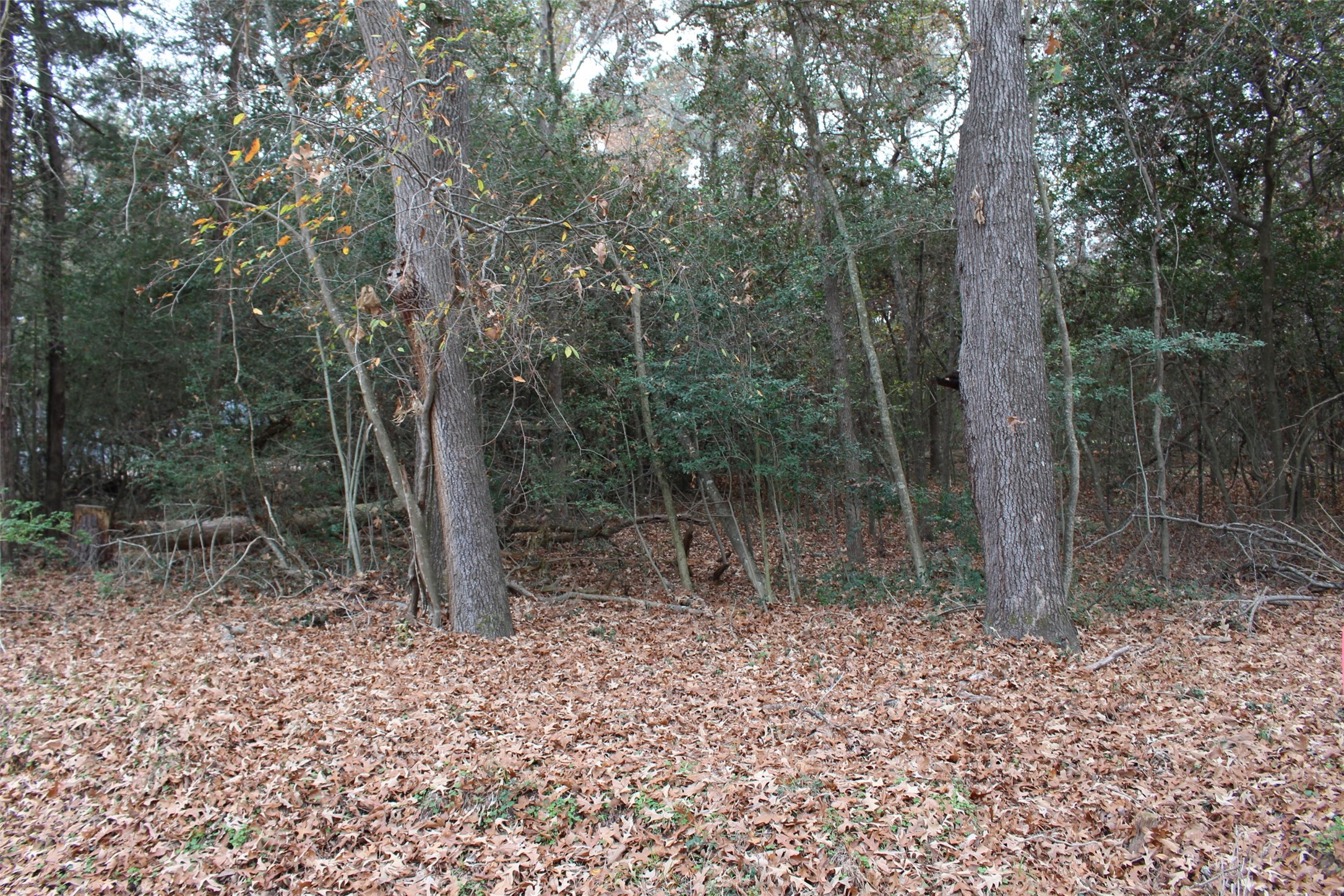 225 Dailey Road Property Photo 6