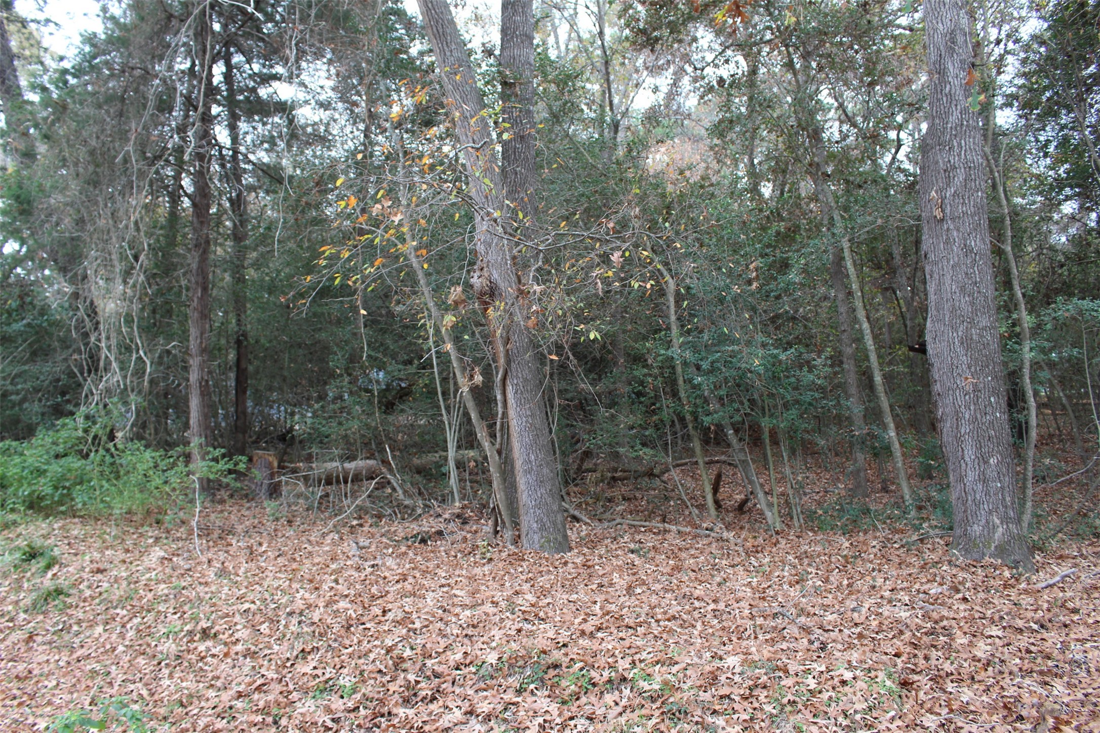 225 Dailey Road Property Photo 7