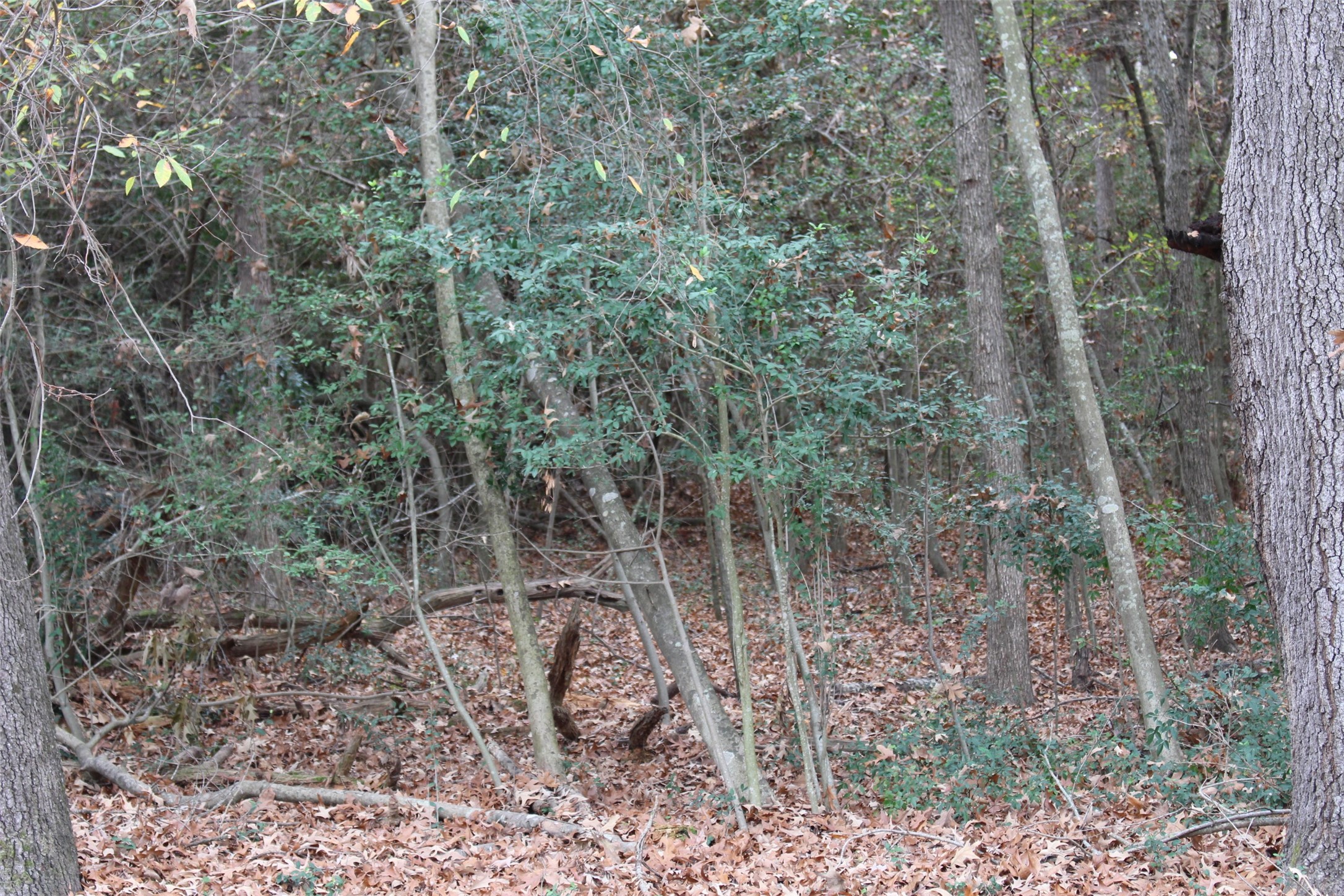 225 Dailey Road Property Photo 8