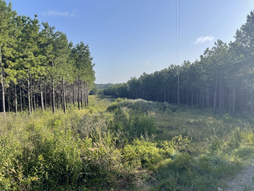 Tbd (lot 45) Cr 1060 Property Photo 1