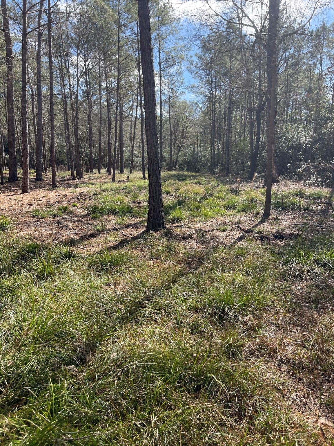 Tbd Dedication Trail Property Photo 8