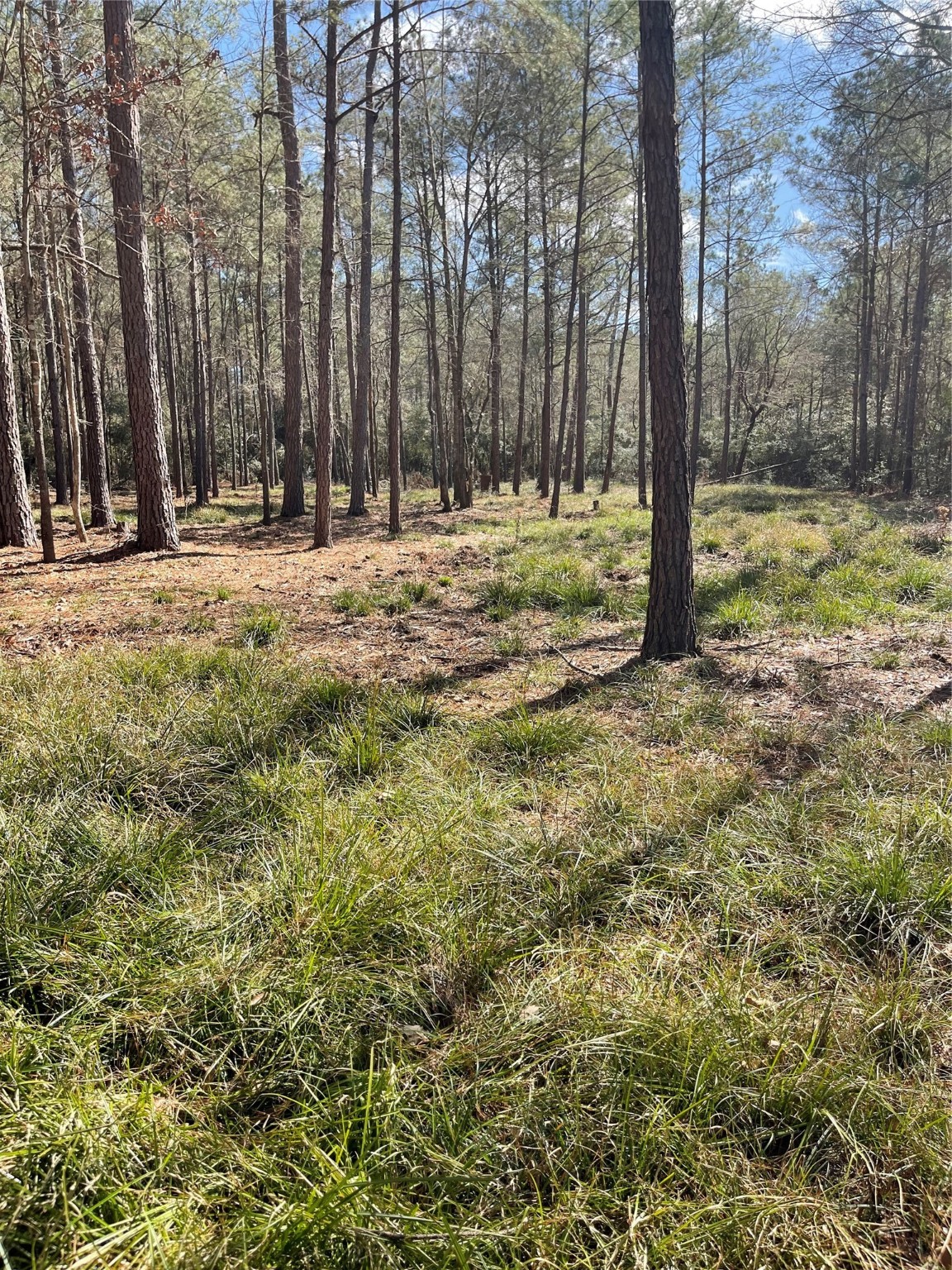 Tbd Dedication Trail Property Photo 10