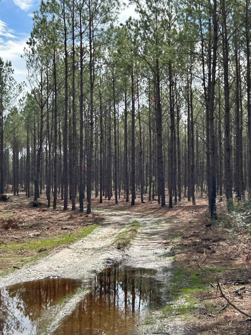 Tract 7 Lloyd Walker Road Property Photo