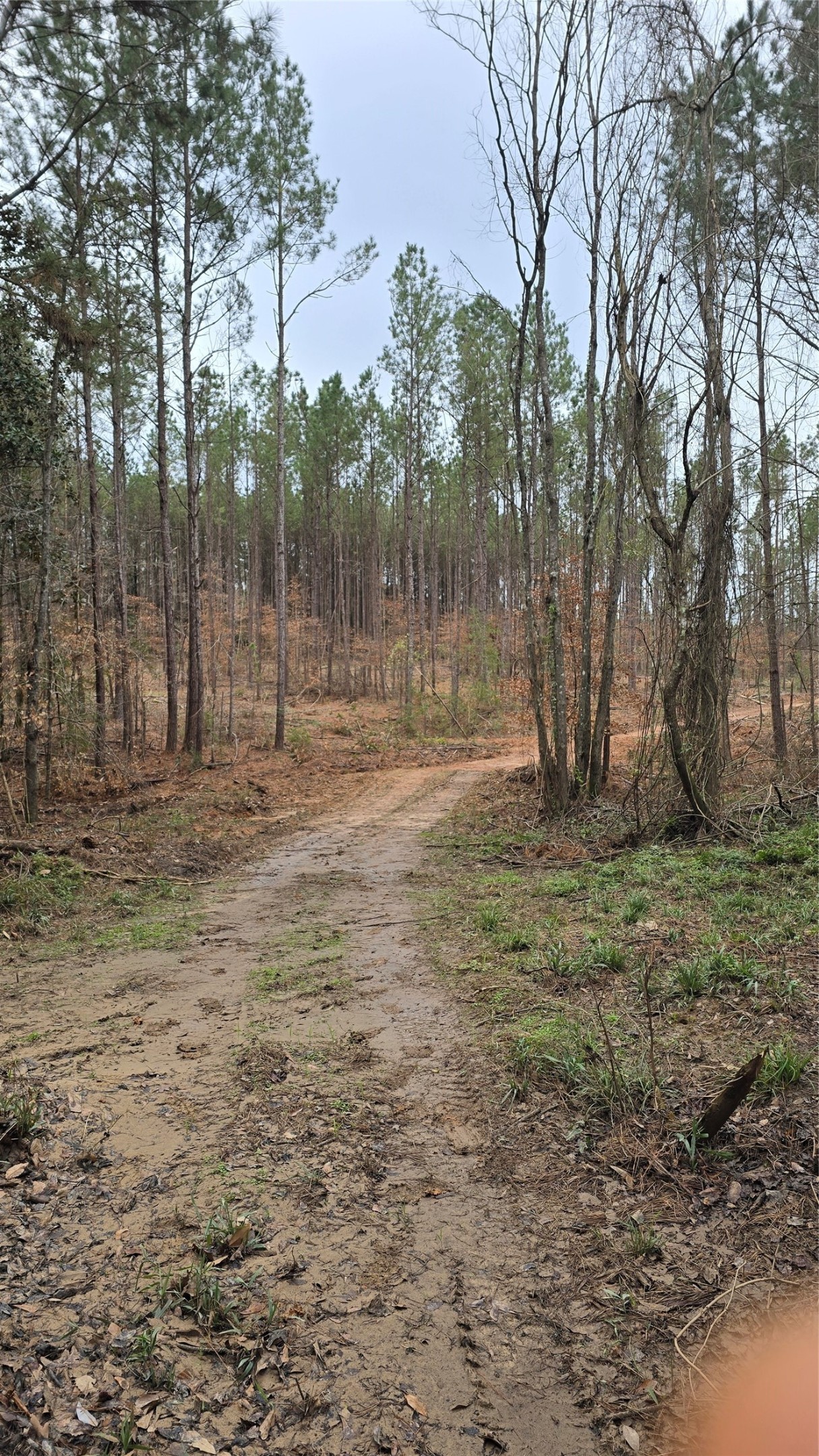 Tbd Cr 1150 Property Photo 11