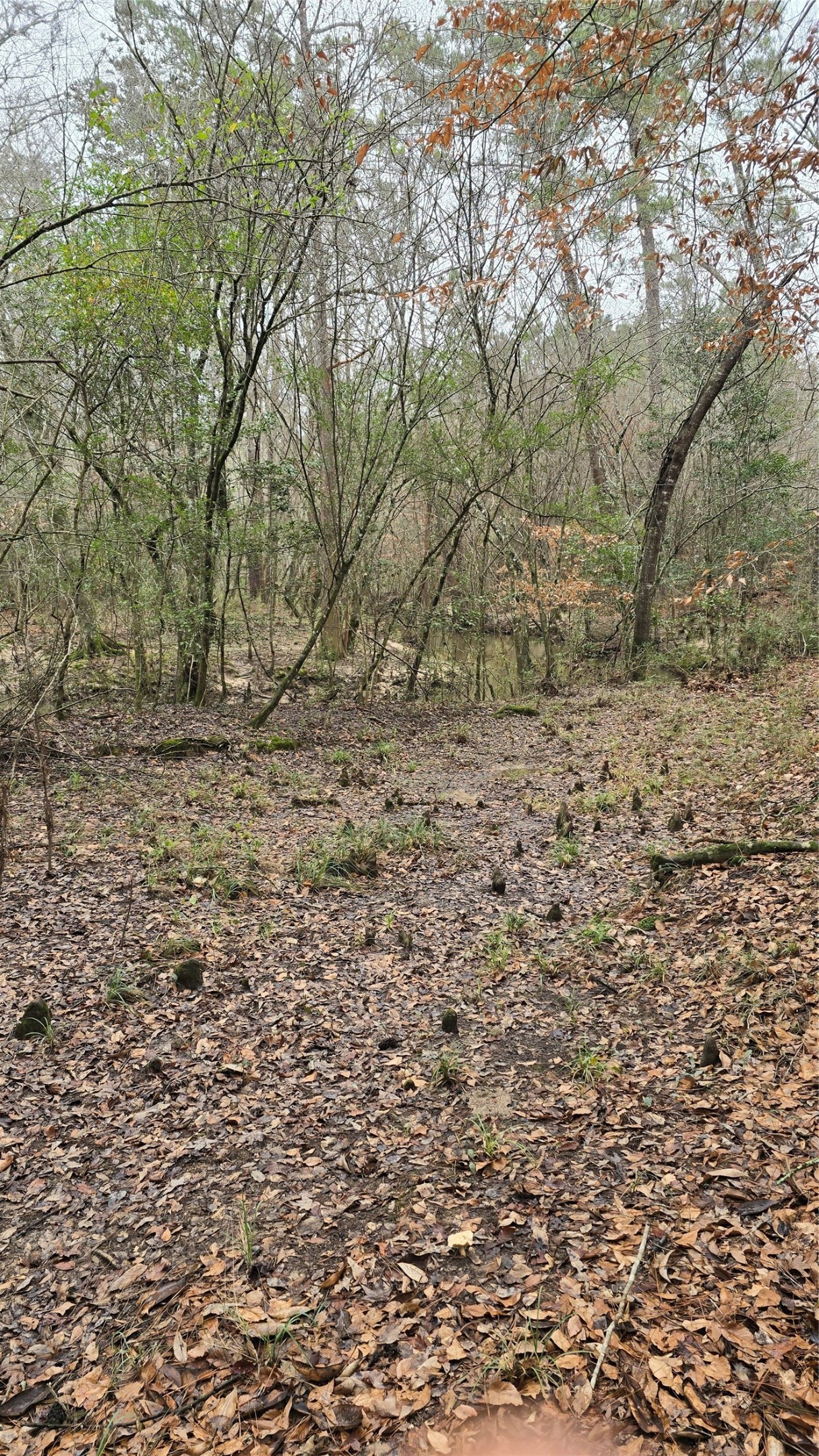 Tbd Cr 1150 Property Photo 13