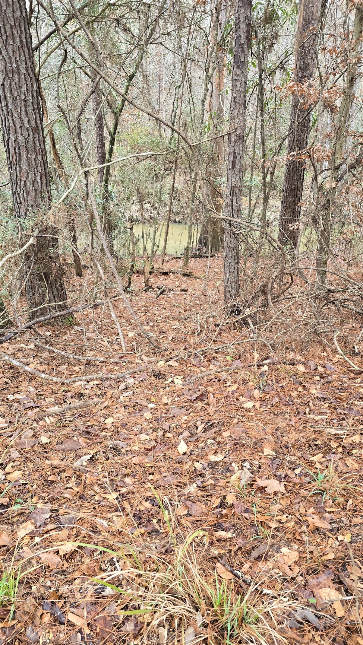 Tbd Cr 1150 Property Photo 16