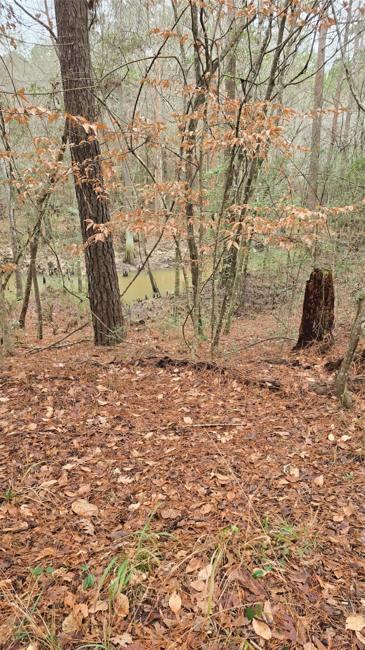 Tbd Cr 1150 Property Photo 17