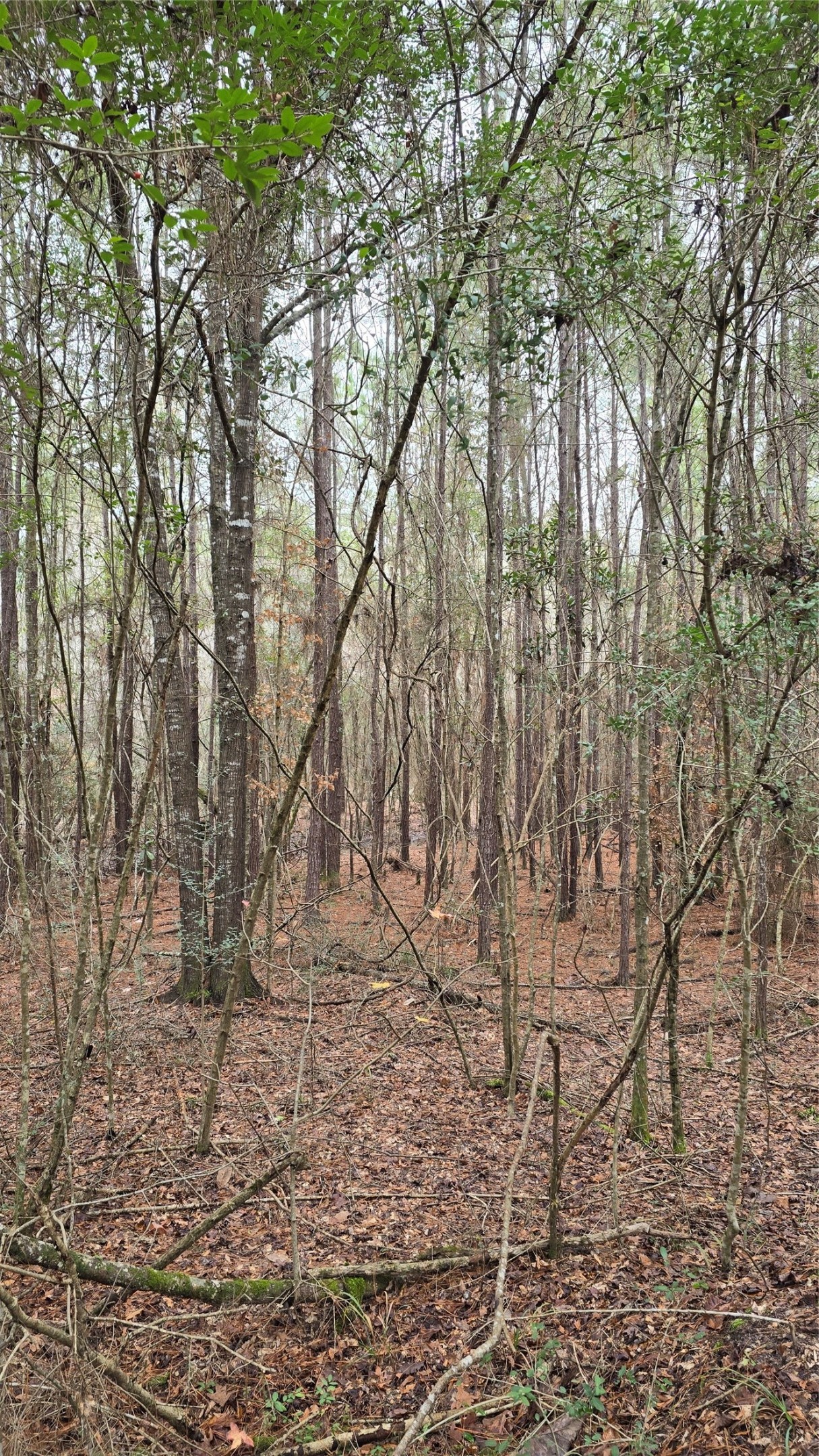 Tbd Cr 1150 Property Photo 18