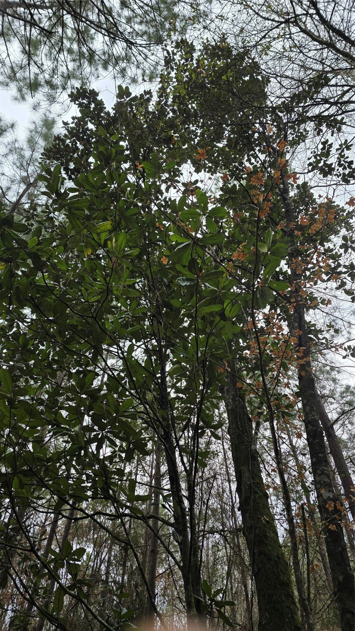 Tbd Cr 1150 Property Photo 24