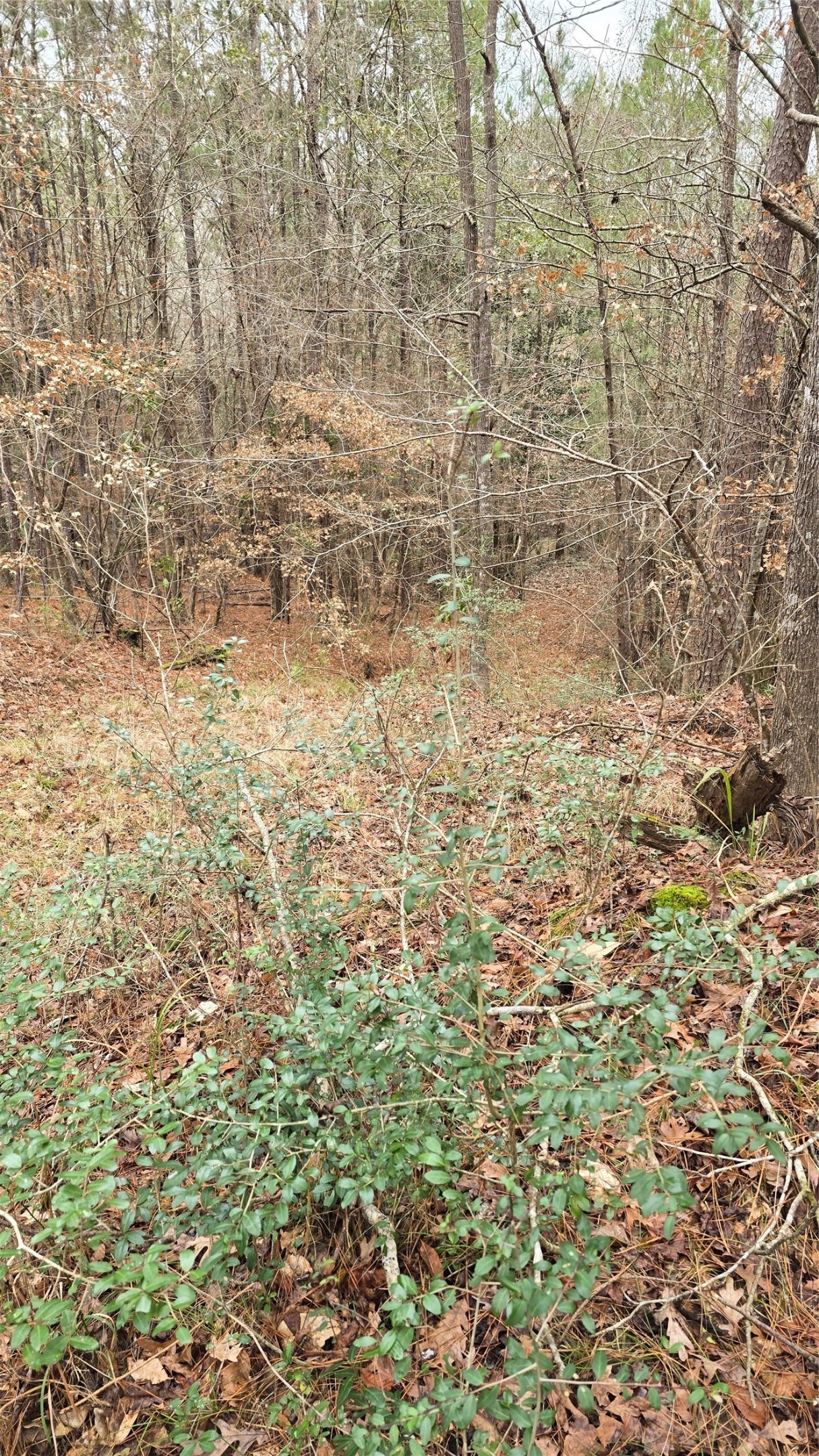 Tbd Cr 1150 Property Photo 25