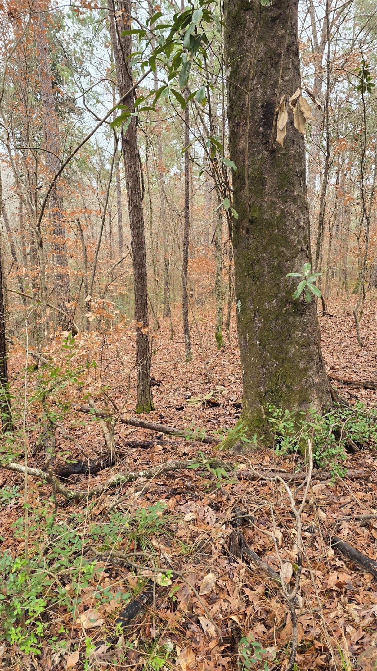 Tbd Cr 1150 Property Photo 26