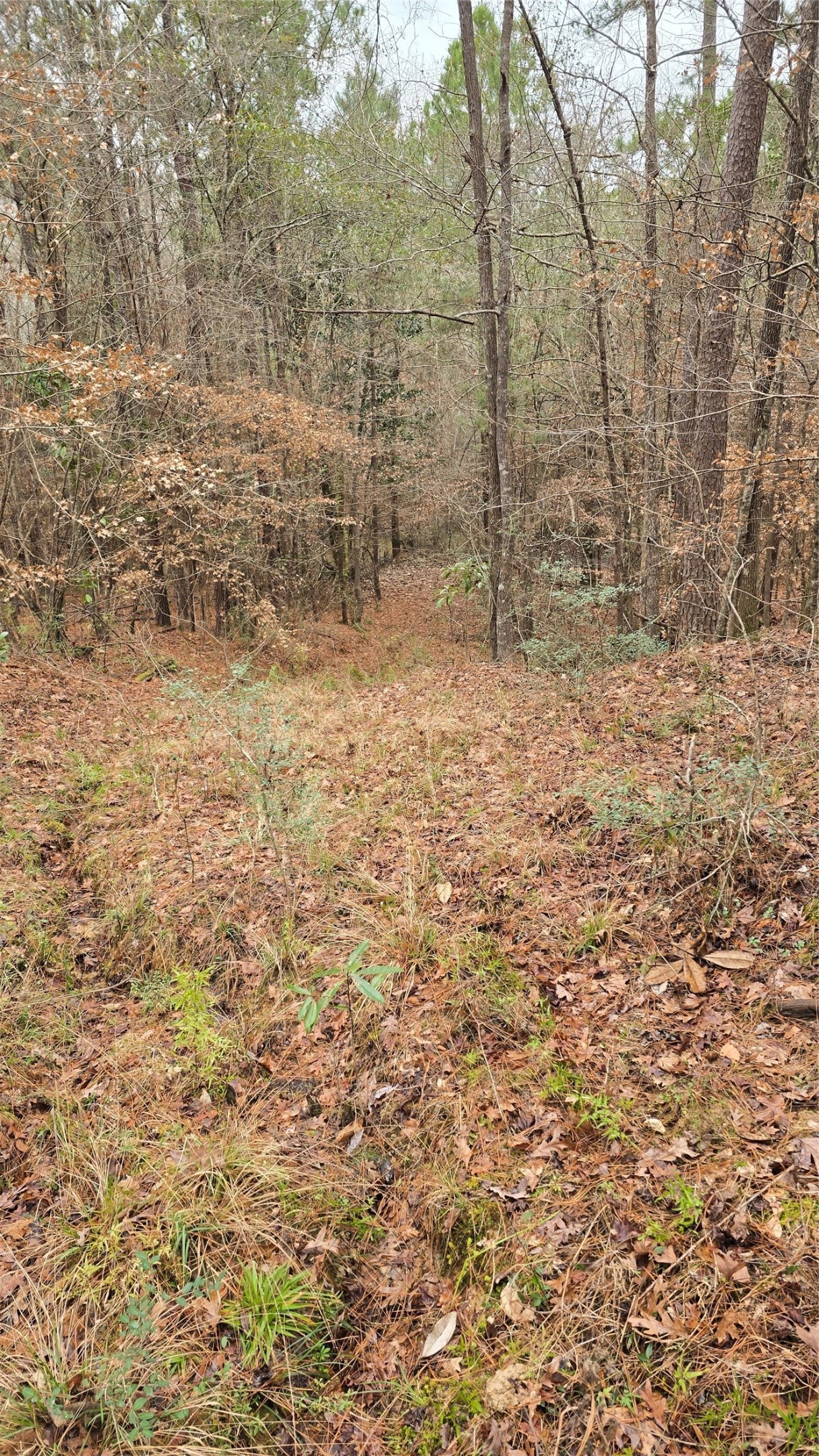 Tbd Cr 1150 Property Photo 28