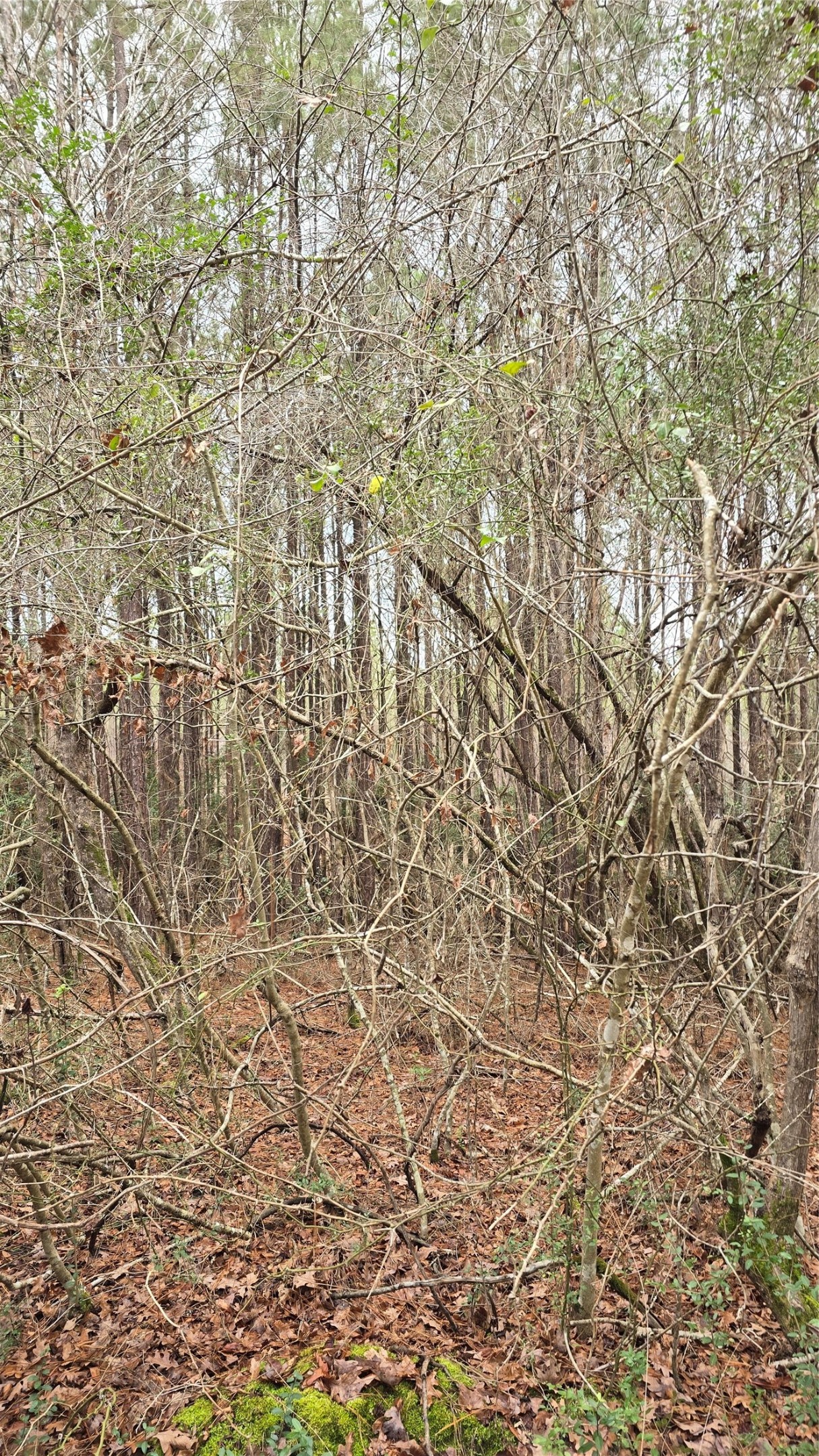 Tbd Cr 1150 Property Photo 29