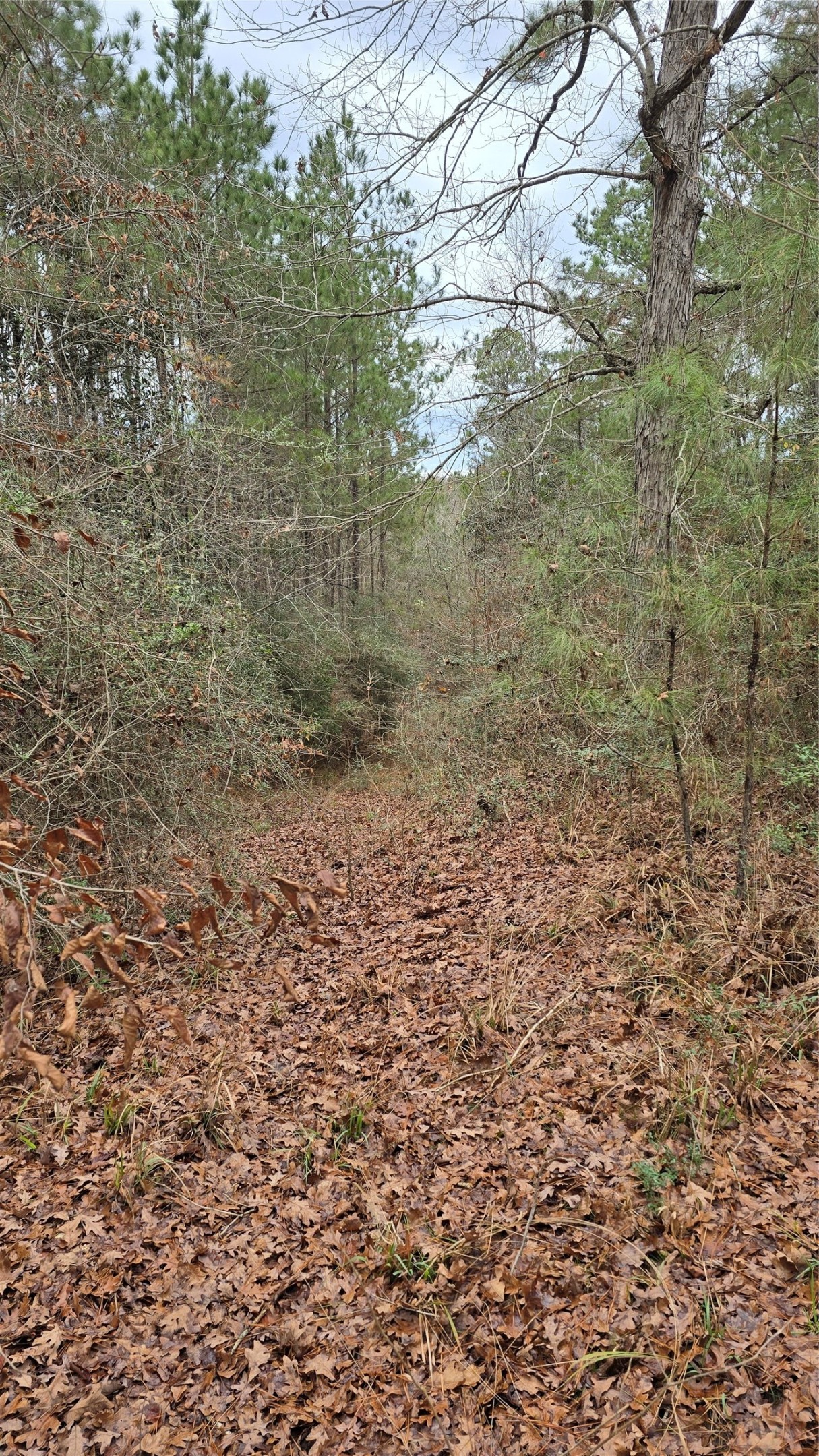 Tbd Cr 1150 Property Photo 30