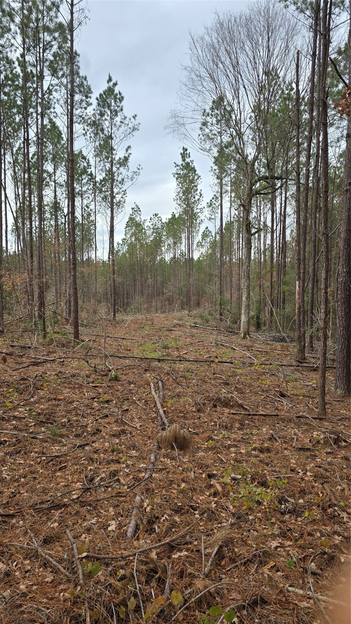 Tbd Cr 1150 Property Photo 31