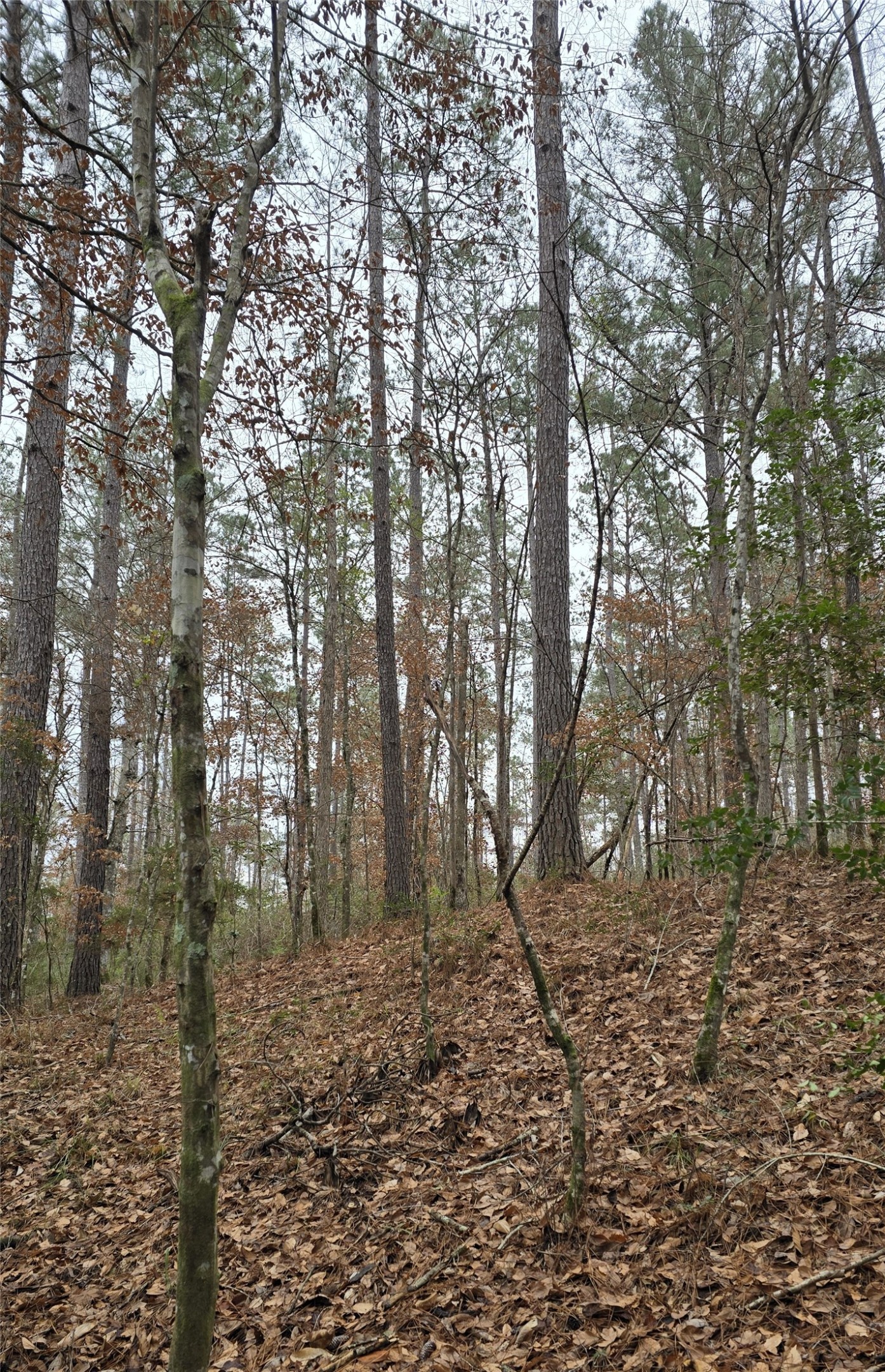 Tbd Cr 1150 Property Photo 33