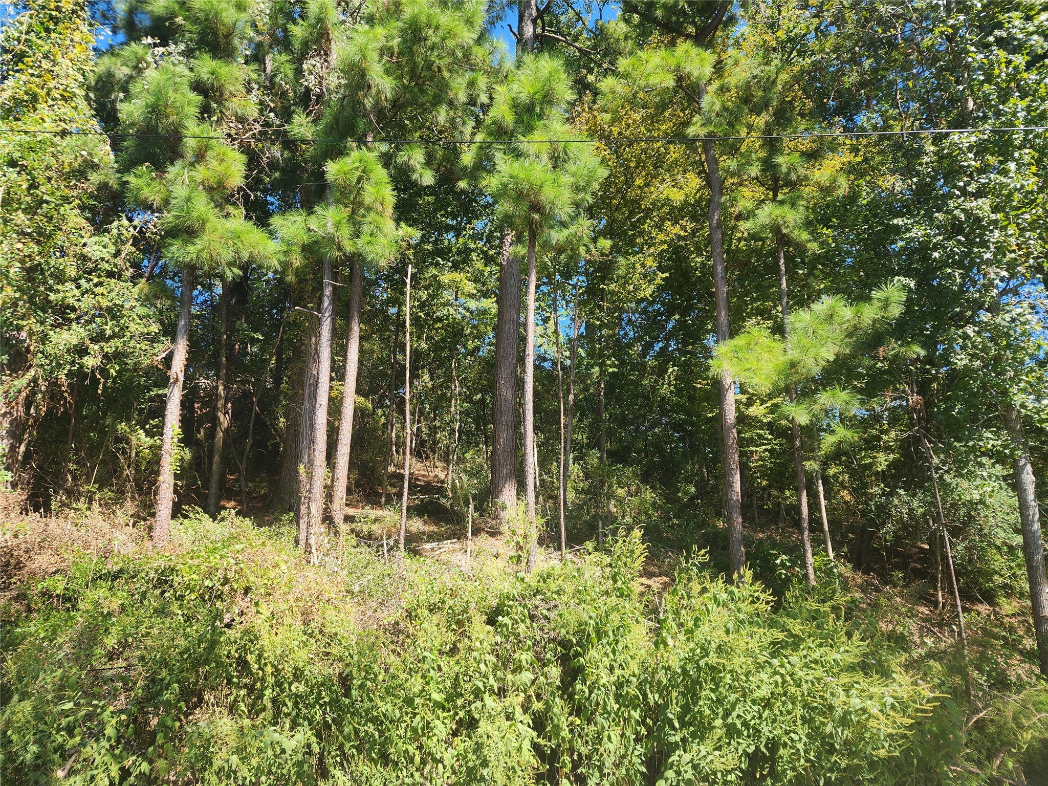 0 Cedar Lane Property Photo 10