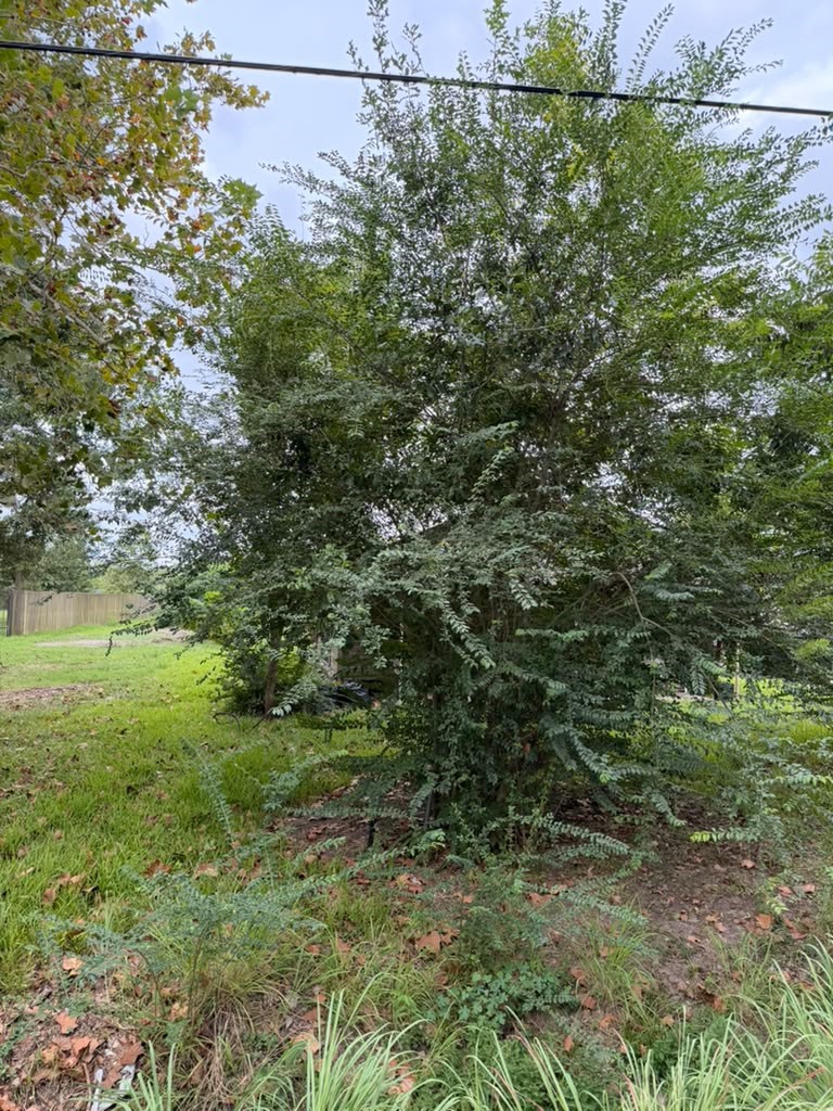9511 Irby Street Property Photo 18
