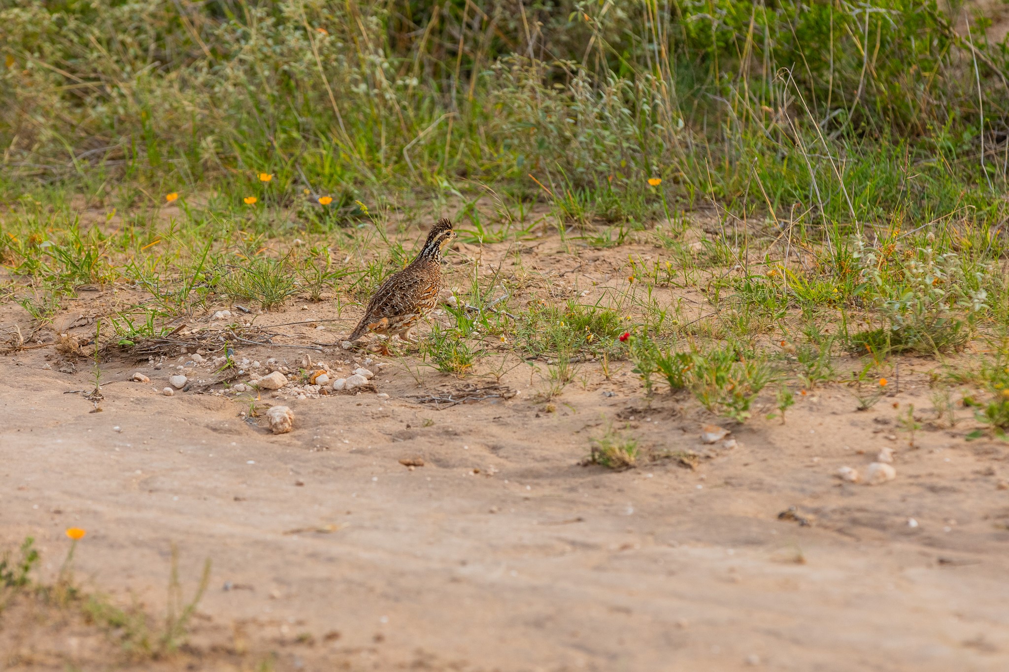 5172 Cr 321 Property Photo 9