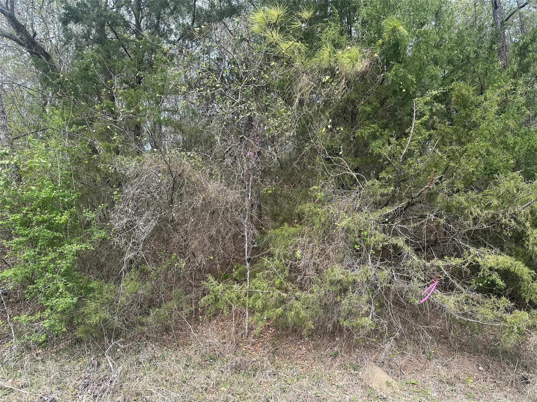 00 Cedar Valley Drive Property Photo 2