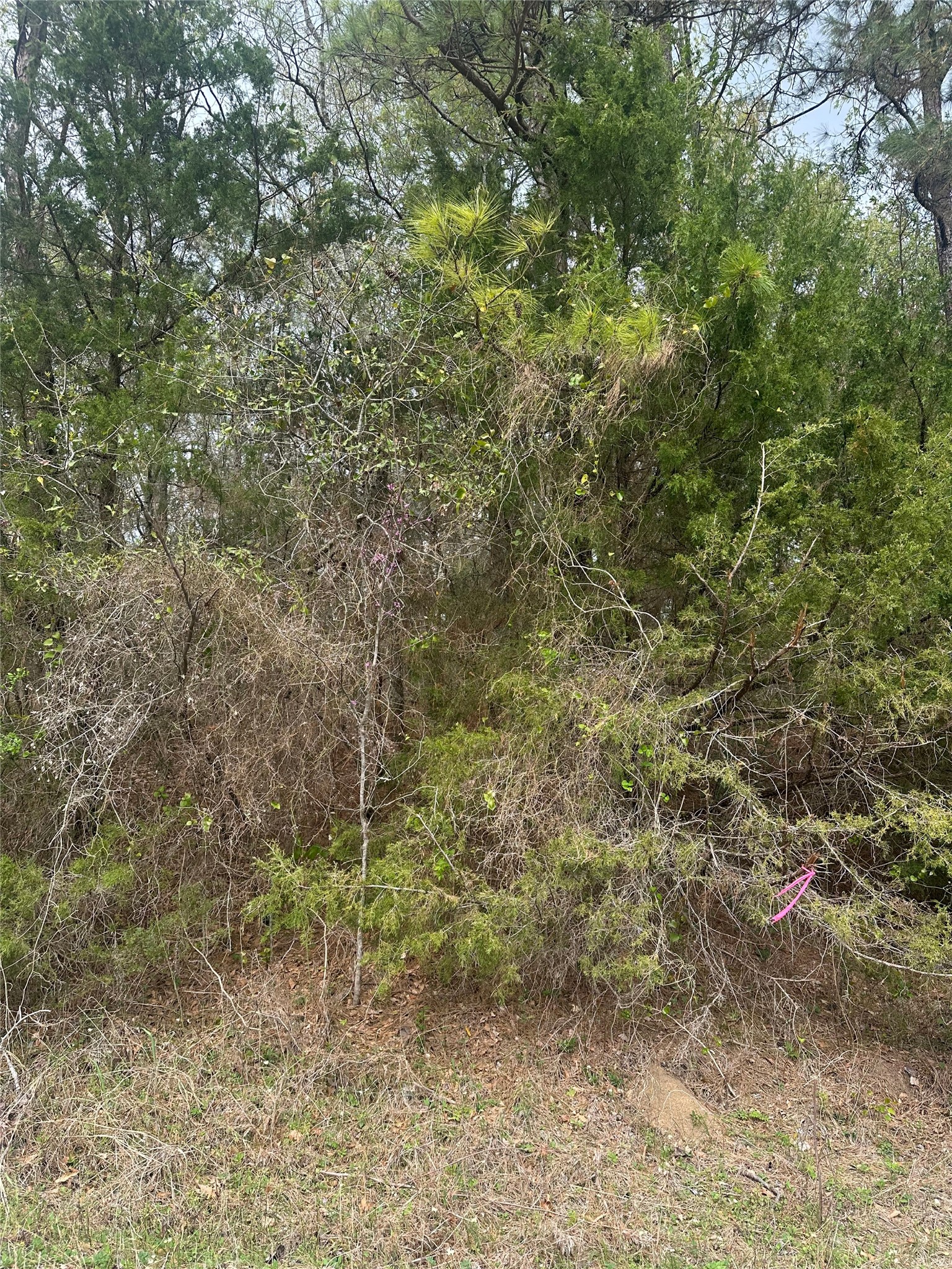 00 Cedar Valley Drive Property Photo 3