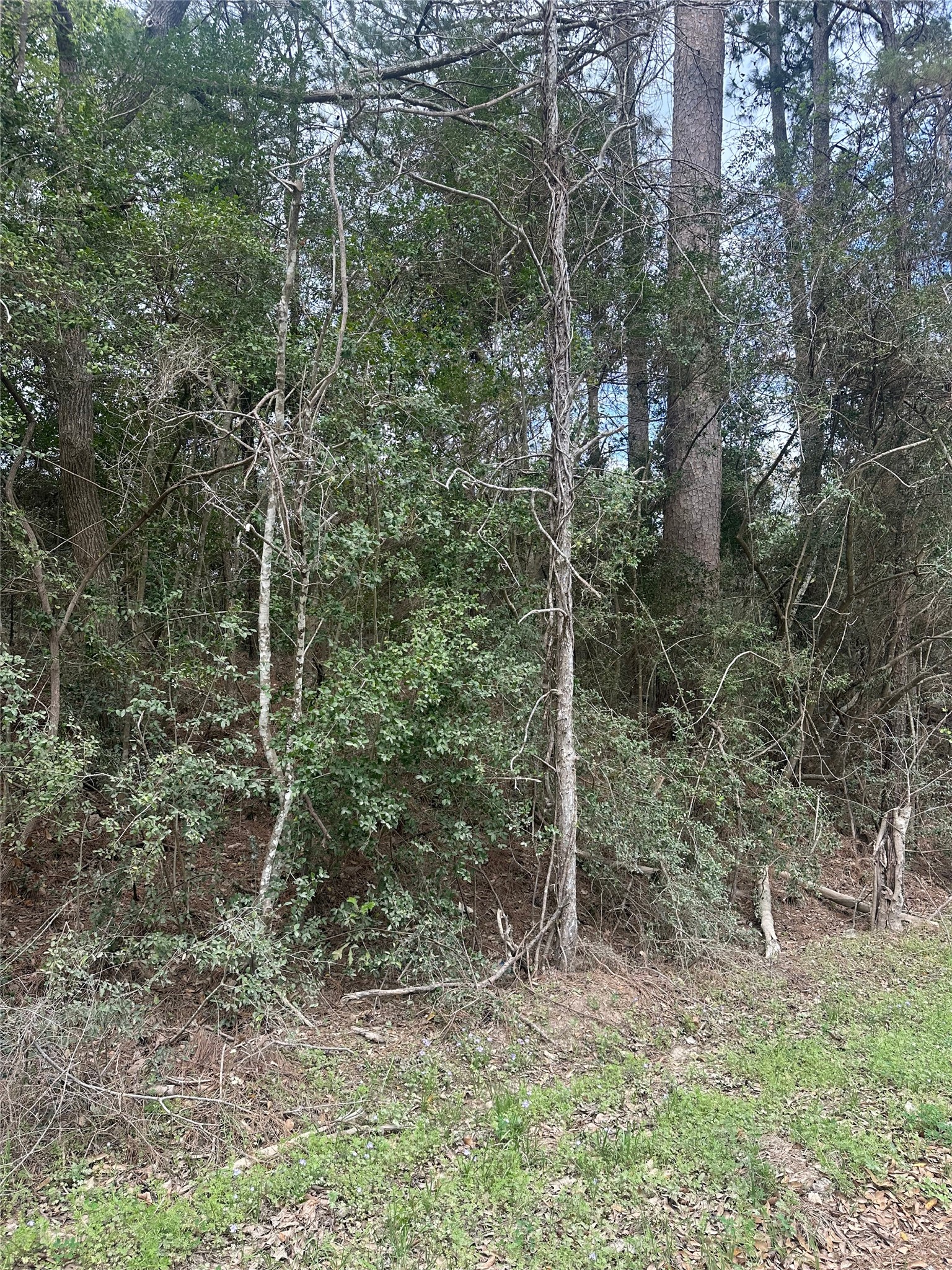 00 Cedar Valley Drive Property Photo 7