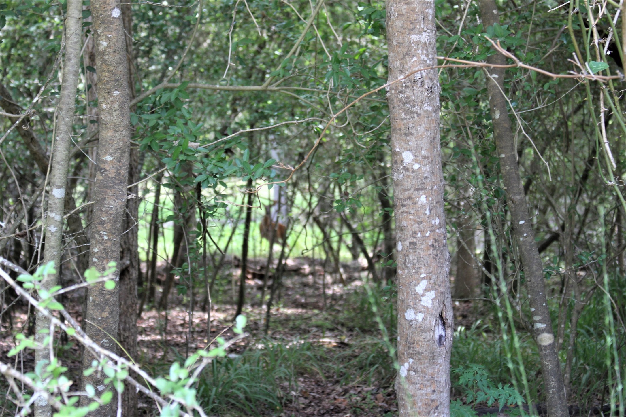 000 Running Deer Property Photo 1