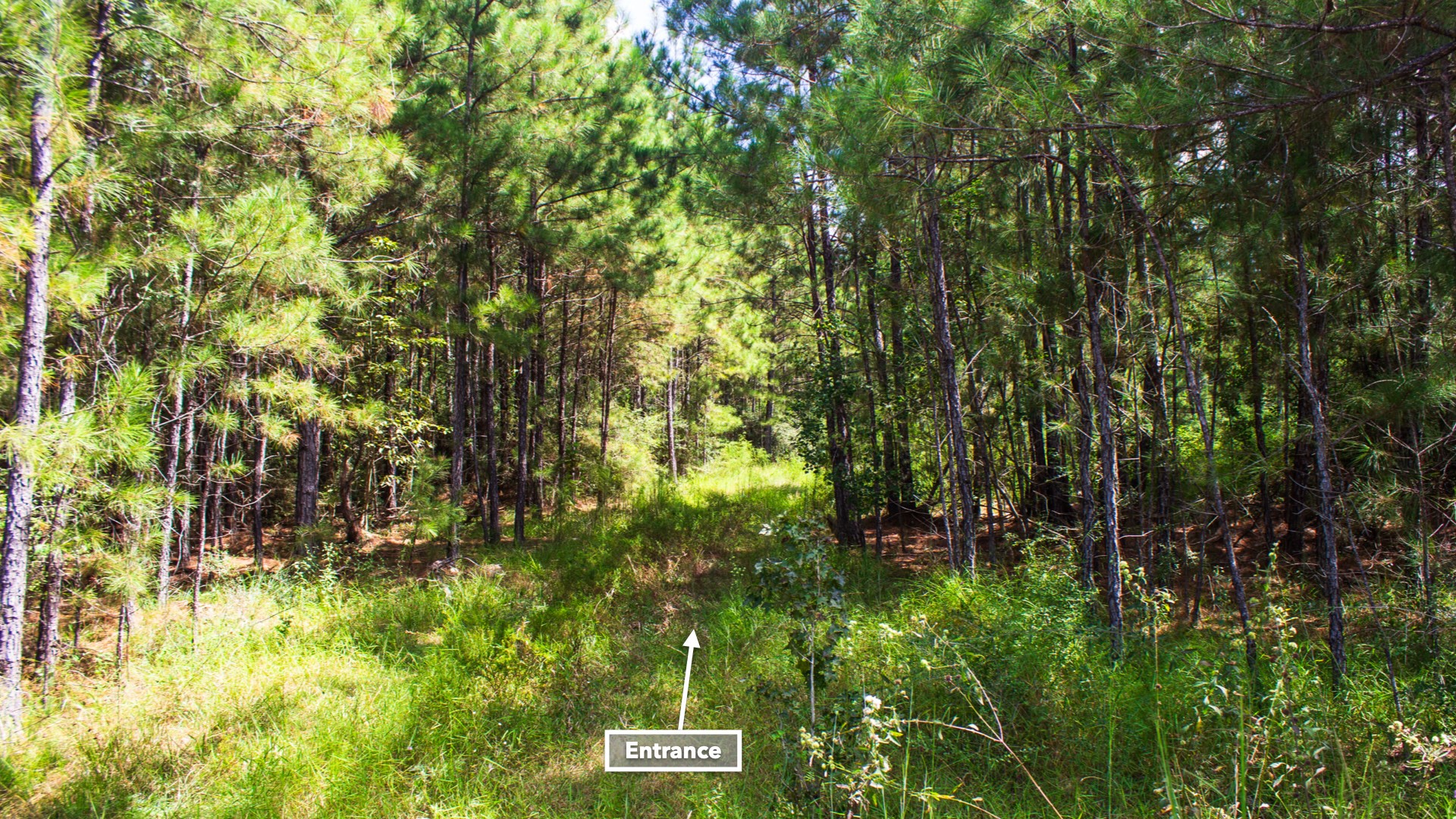 14650 Hwy 69n Road Property Photo 20