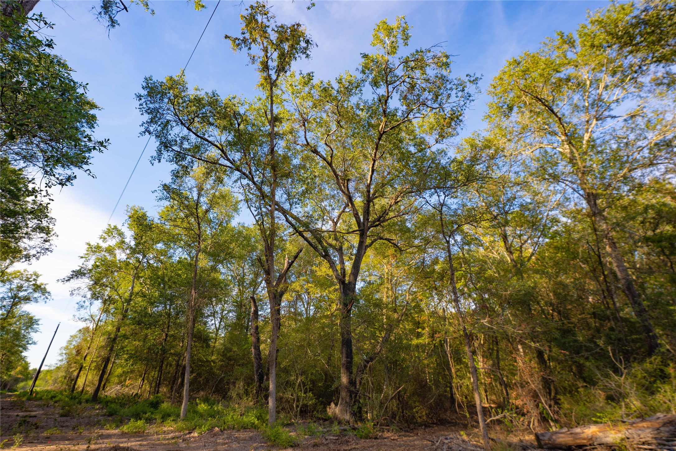 12424 Red Hill Rd Road Property Photo 13
