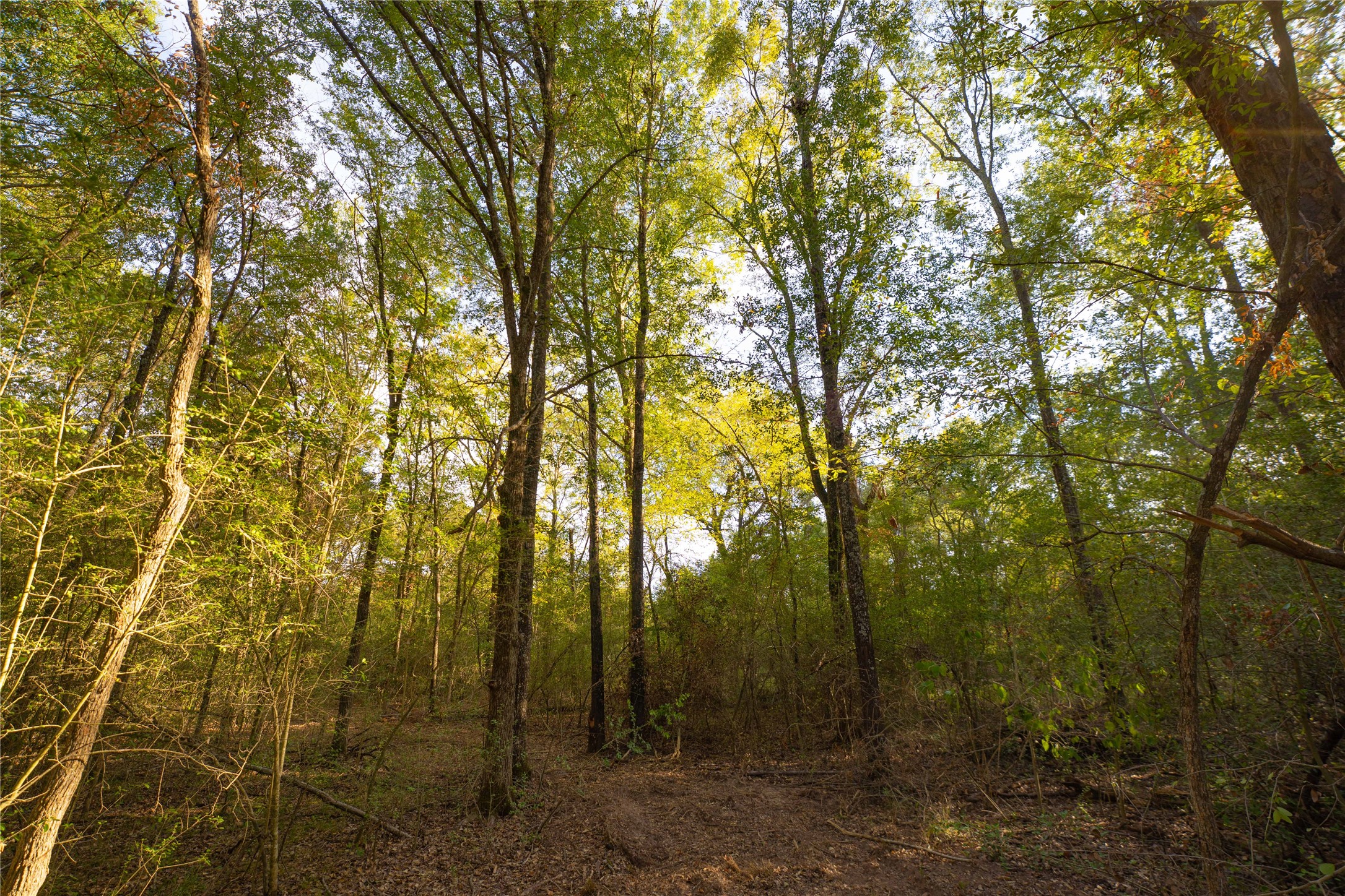 12424 Red Hill Rd Road Property Photo 15