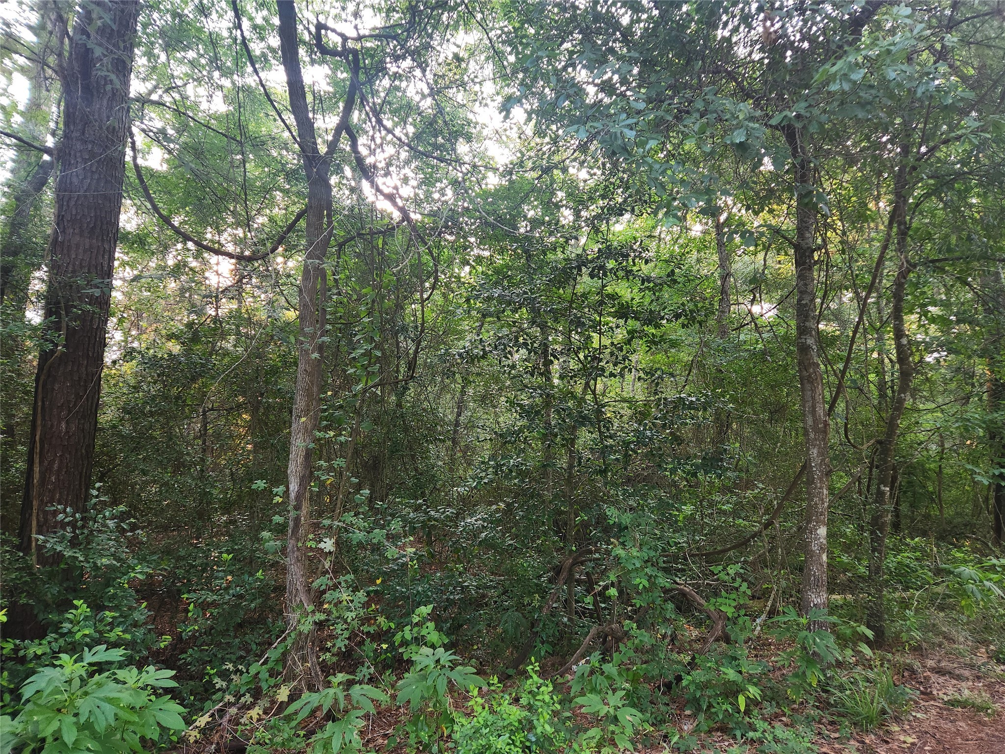 Lot 20 Mossyknoll Drive Property Photo 11
