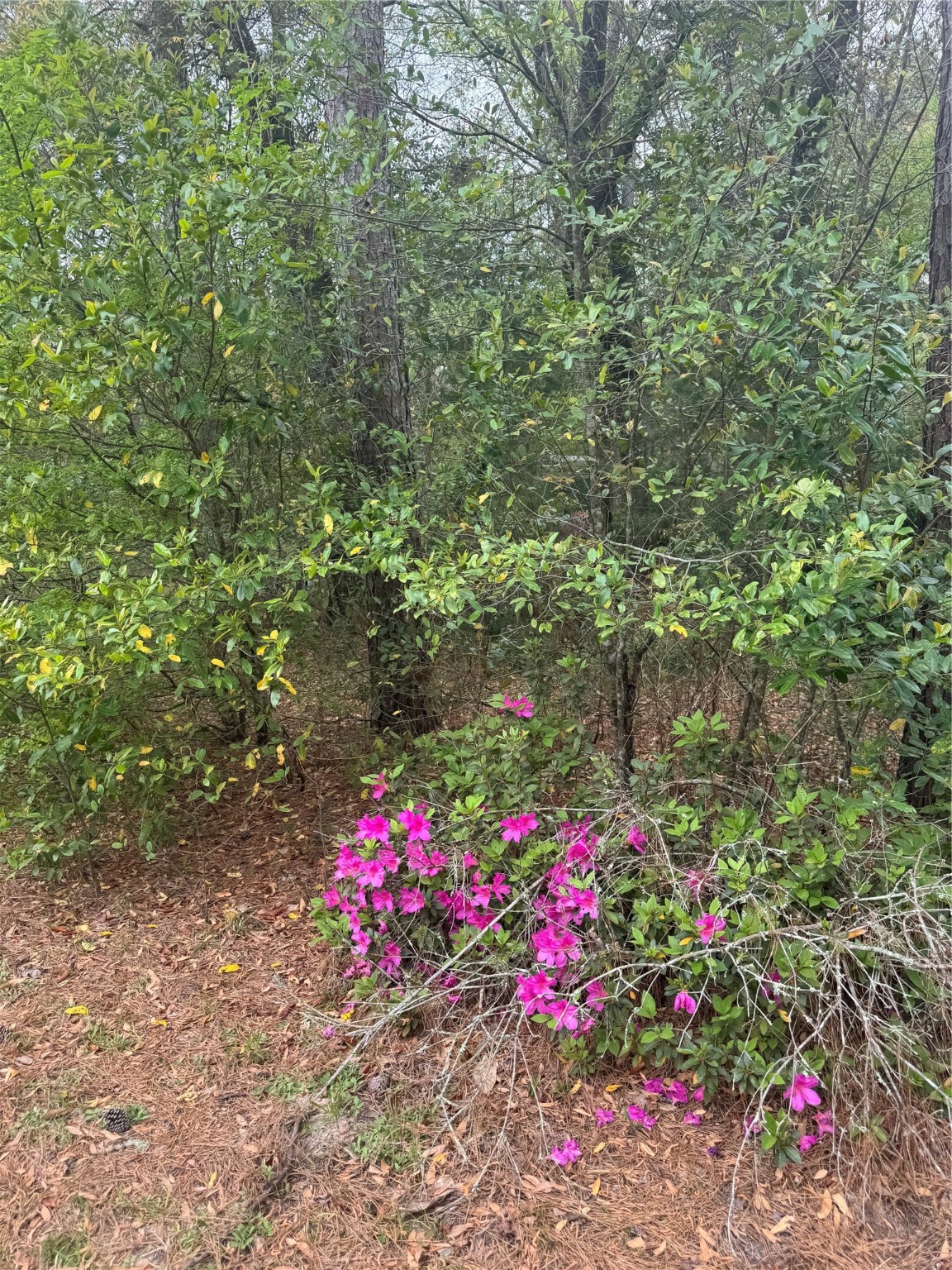 0 Road 2652 Property Photo