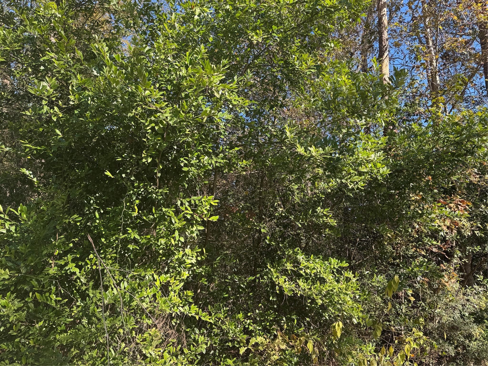 Tbd Williams Drive Property Photo 1