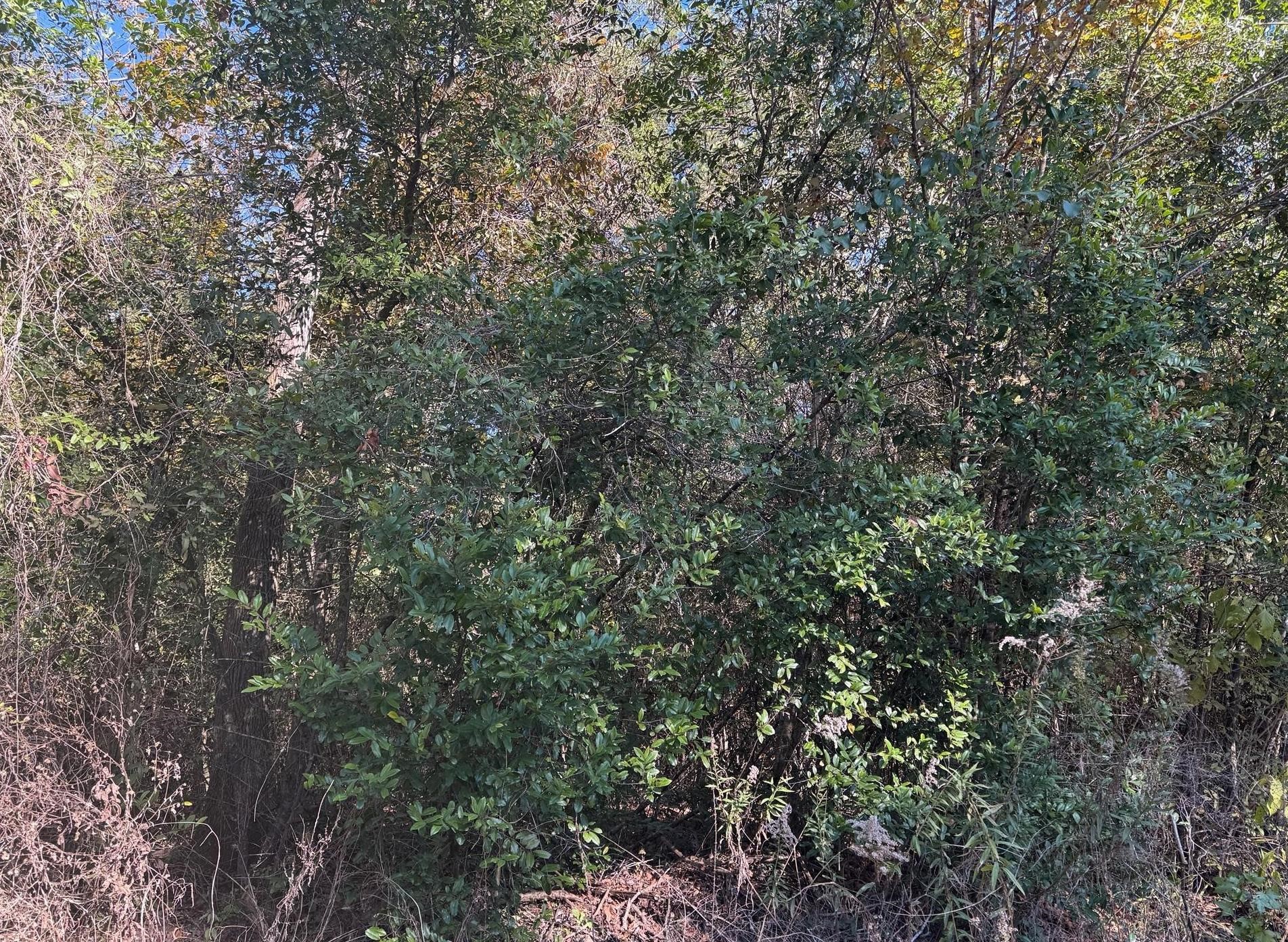 Tbd Williams Drive Property Photo 2
