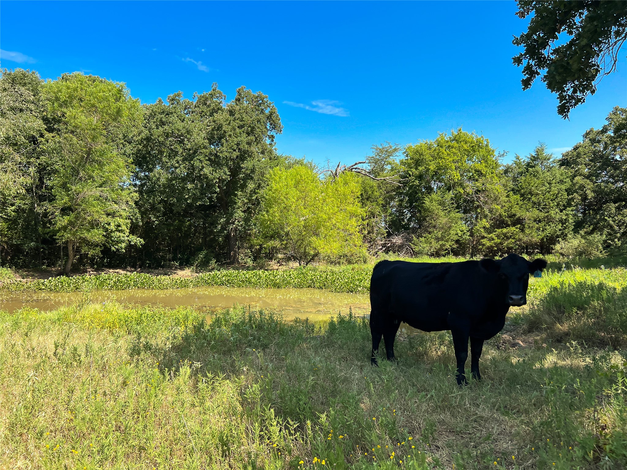 496 Fm-1512 Property Photo 5