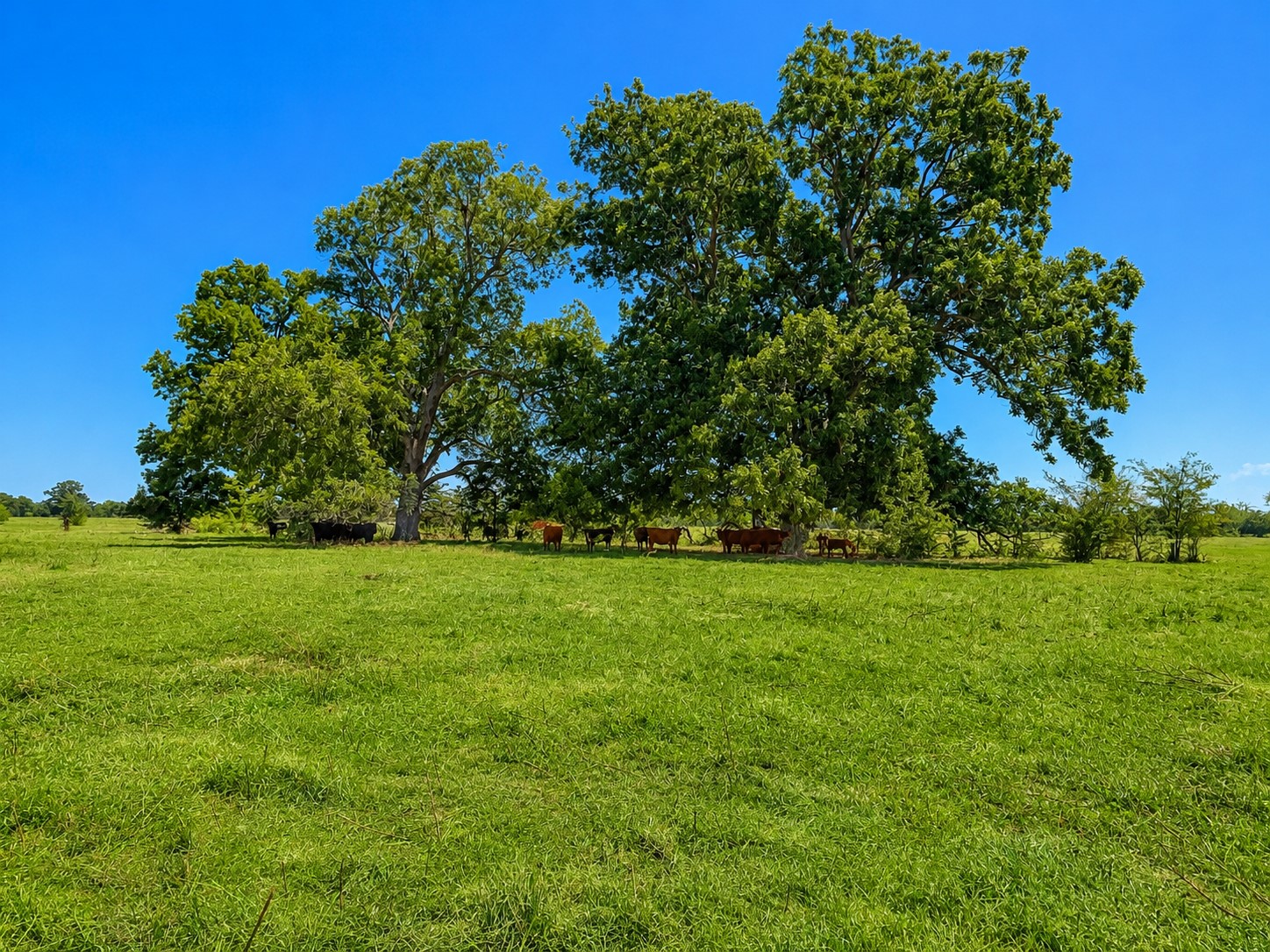 15025 Fm 2548 Property Photo 10