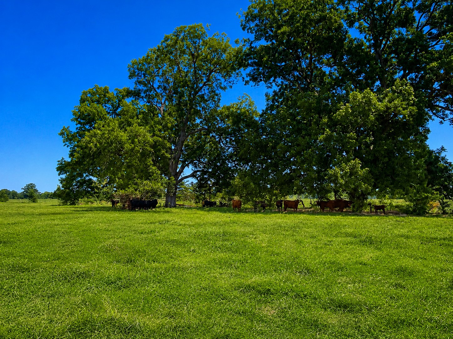15025 Fm 2548 Property Photo 11