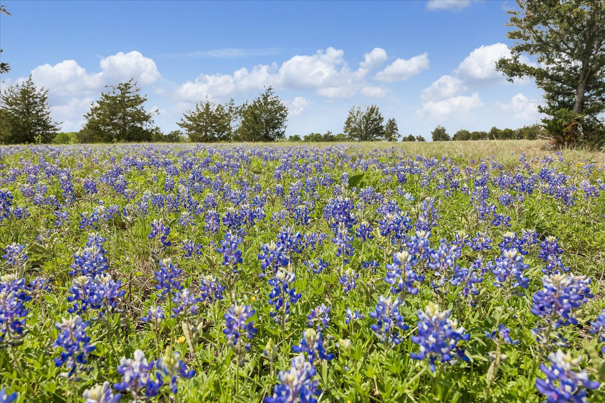 13630 Fm 1155 E, Washington Tx 77880 Property Photo 1