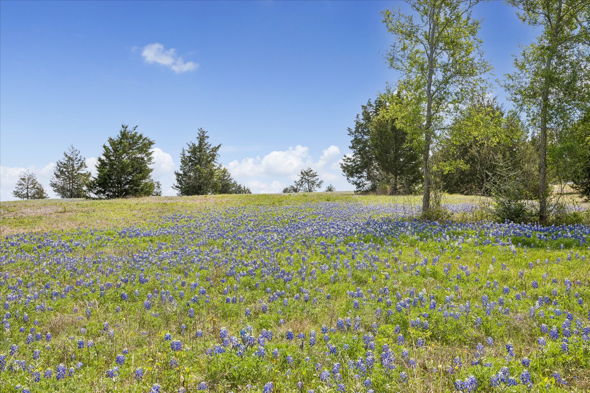 13630 Fm 1155 E Property Photo 9