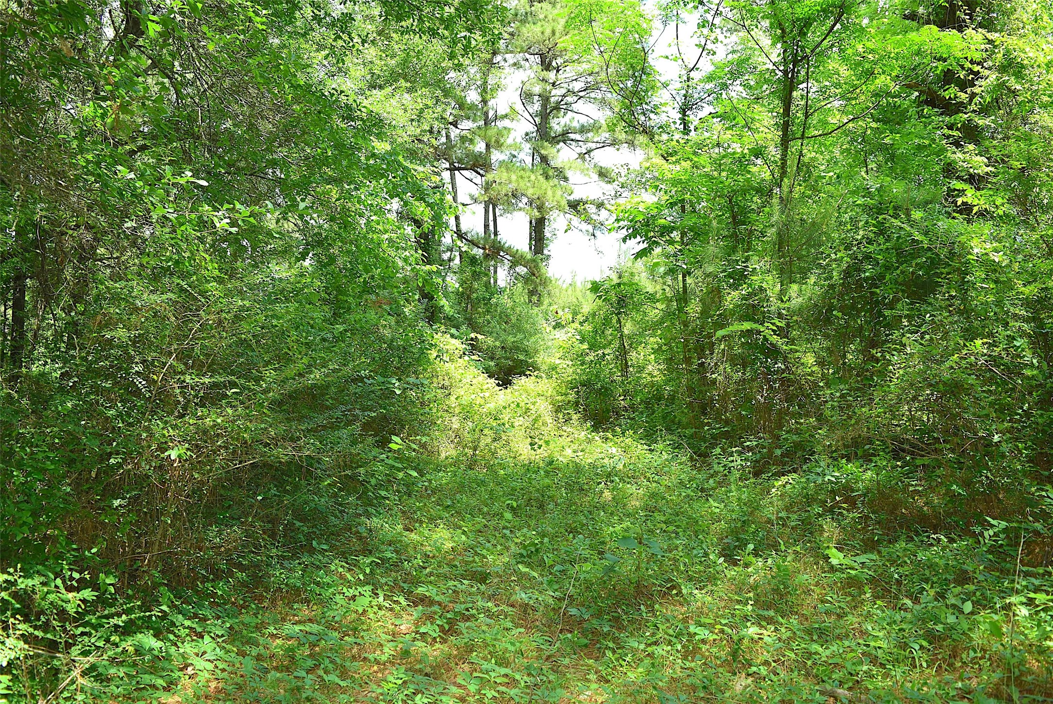 4414 Shady Lane Property Photo 5